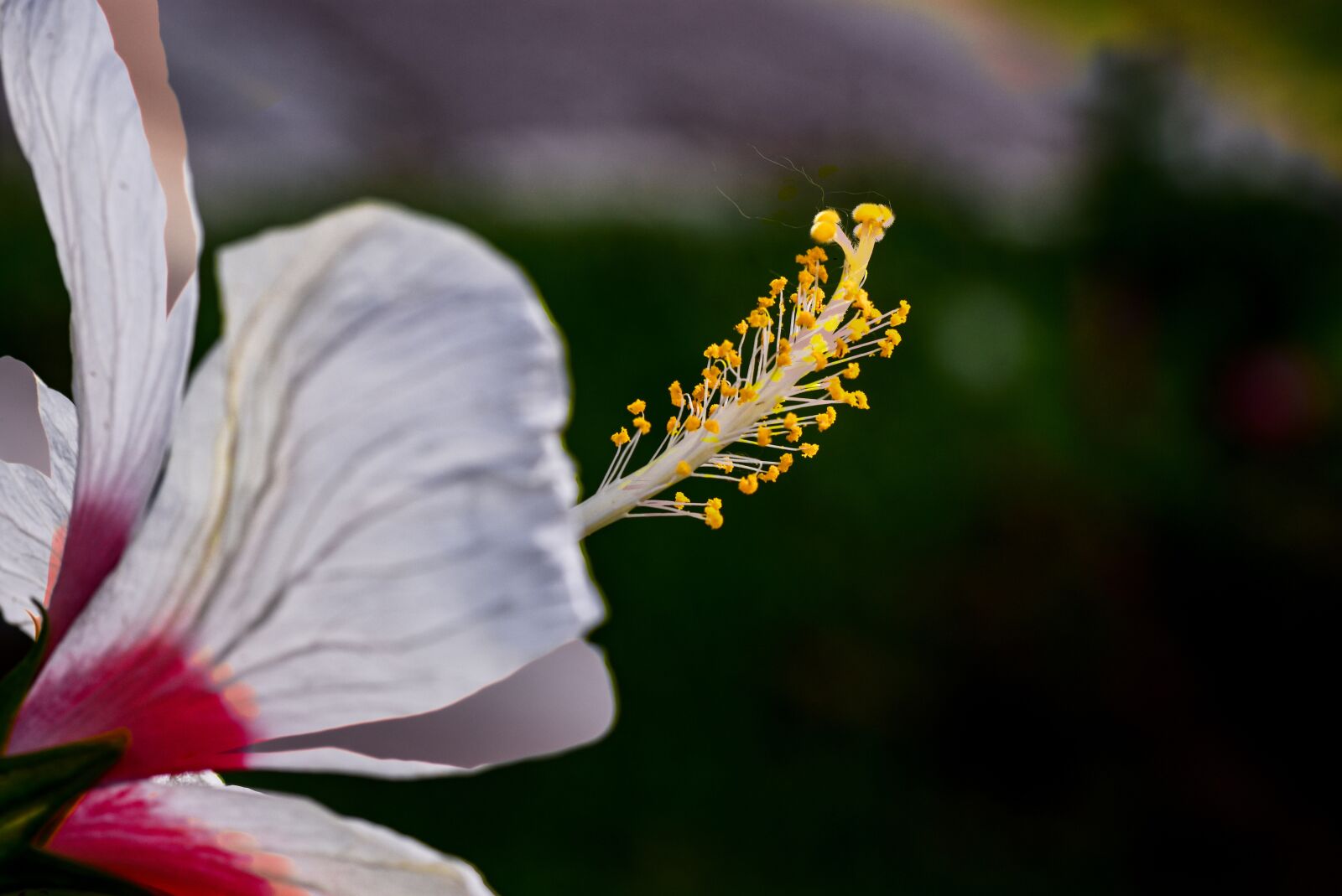 Nikon D5500 sample photo. Flowers, red flower, summer photography