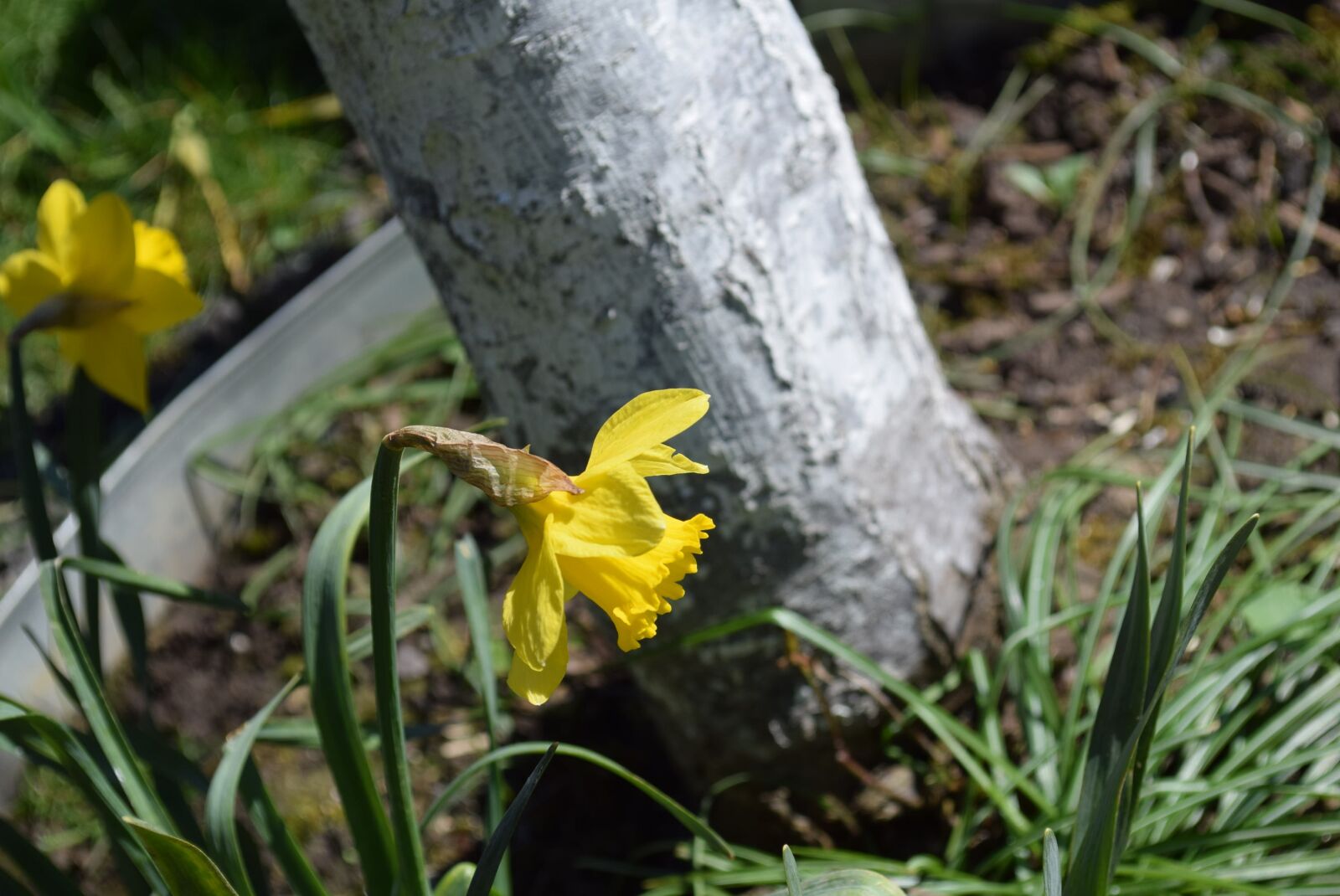 Nikon D5300 sample photo. Flower, nature, flora photography