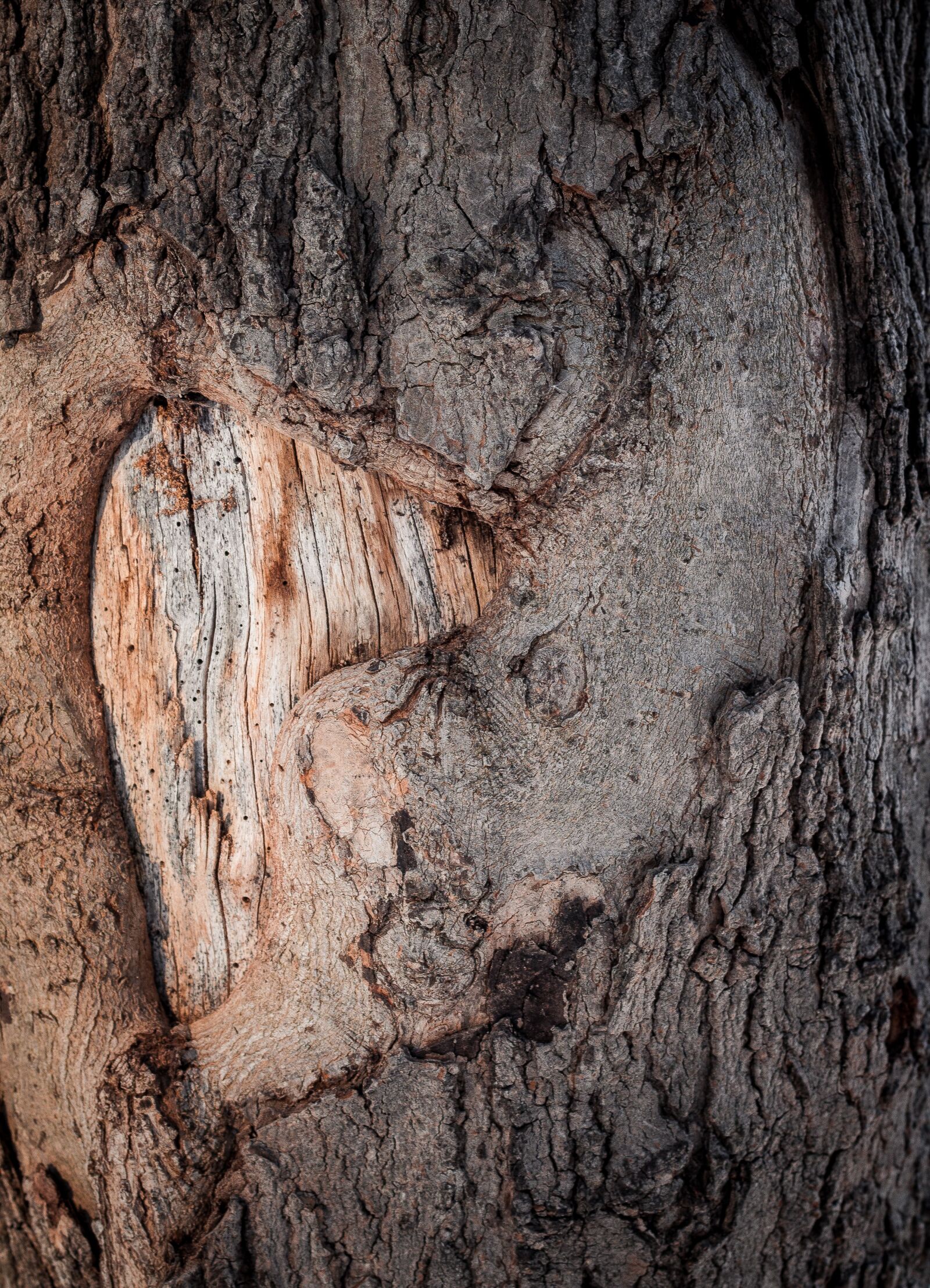 Canon EOS 70D sample photo. Wood, tree, nature photography