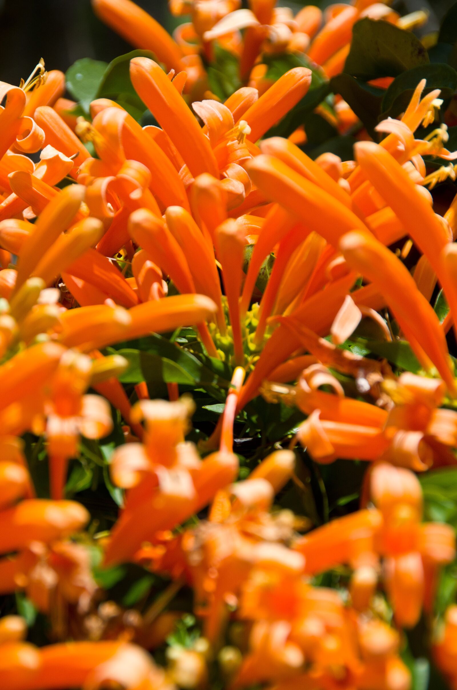 Nikon D7000 sample photo. Orange, flower, garden photography