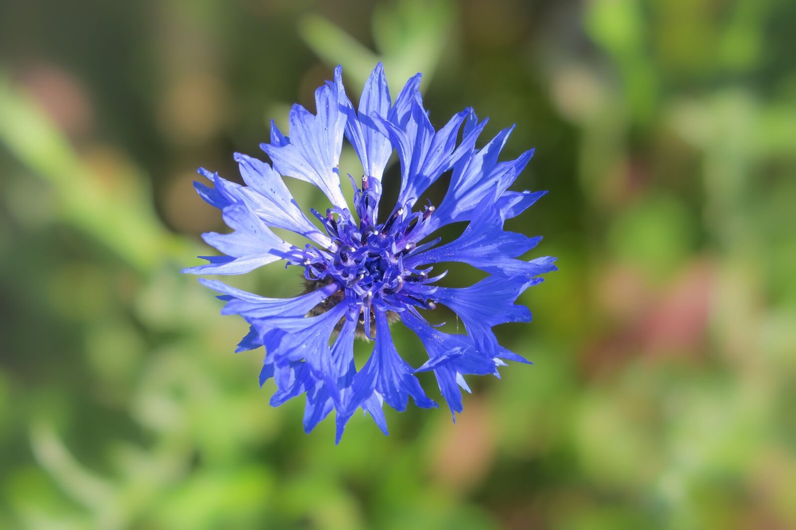 Canon PowerShot G3 X sample photo. Cornflower, blossom, bloom photography