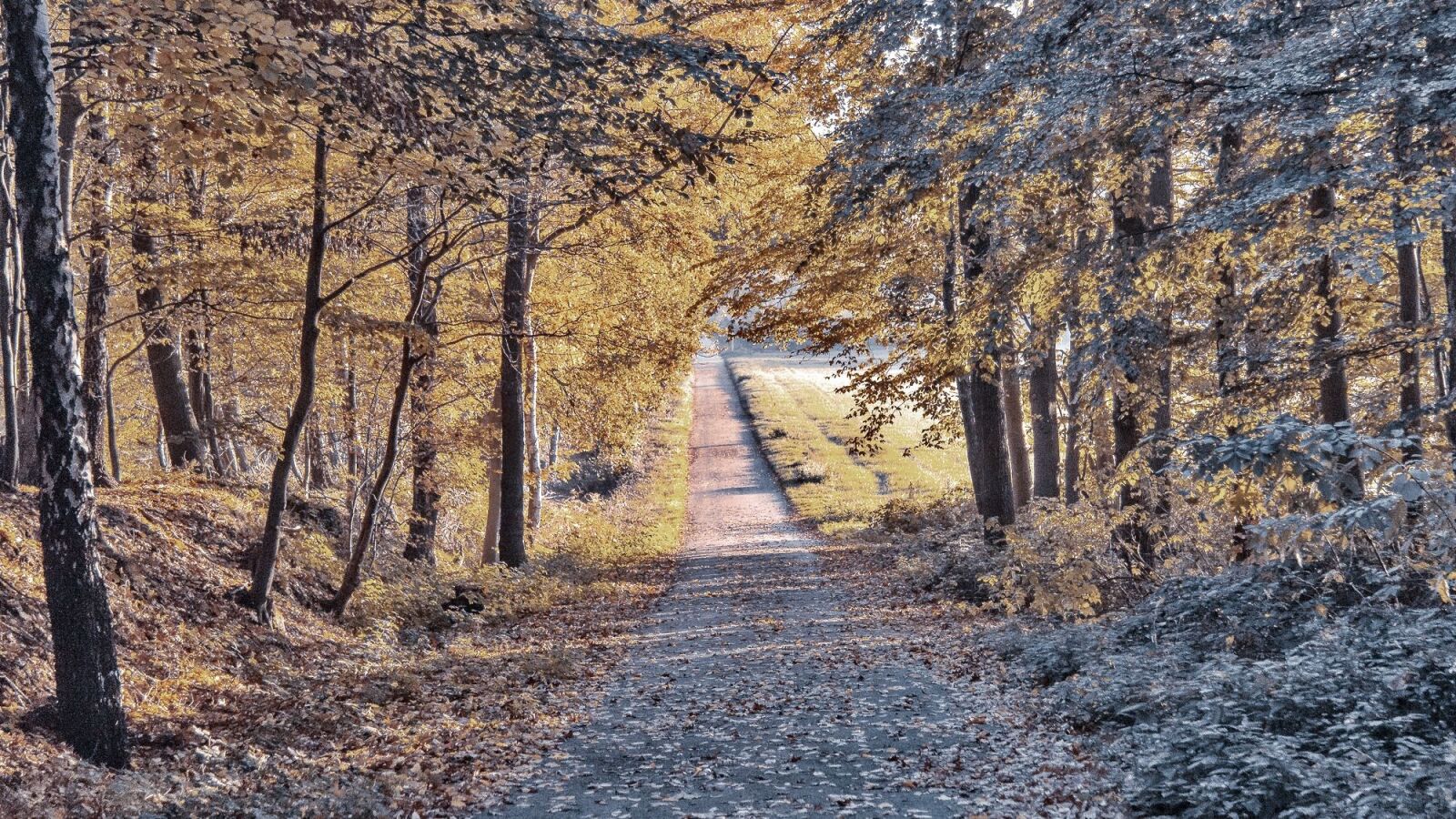 Canon EF-S 17-85mm F4-5.6 IS USM sample photo. Fall, road, empty photography