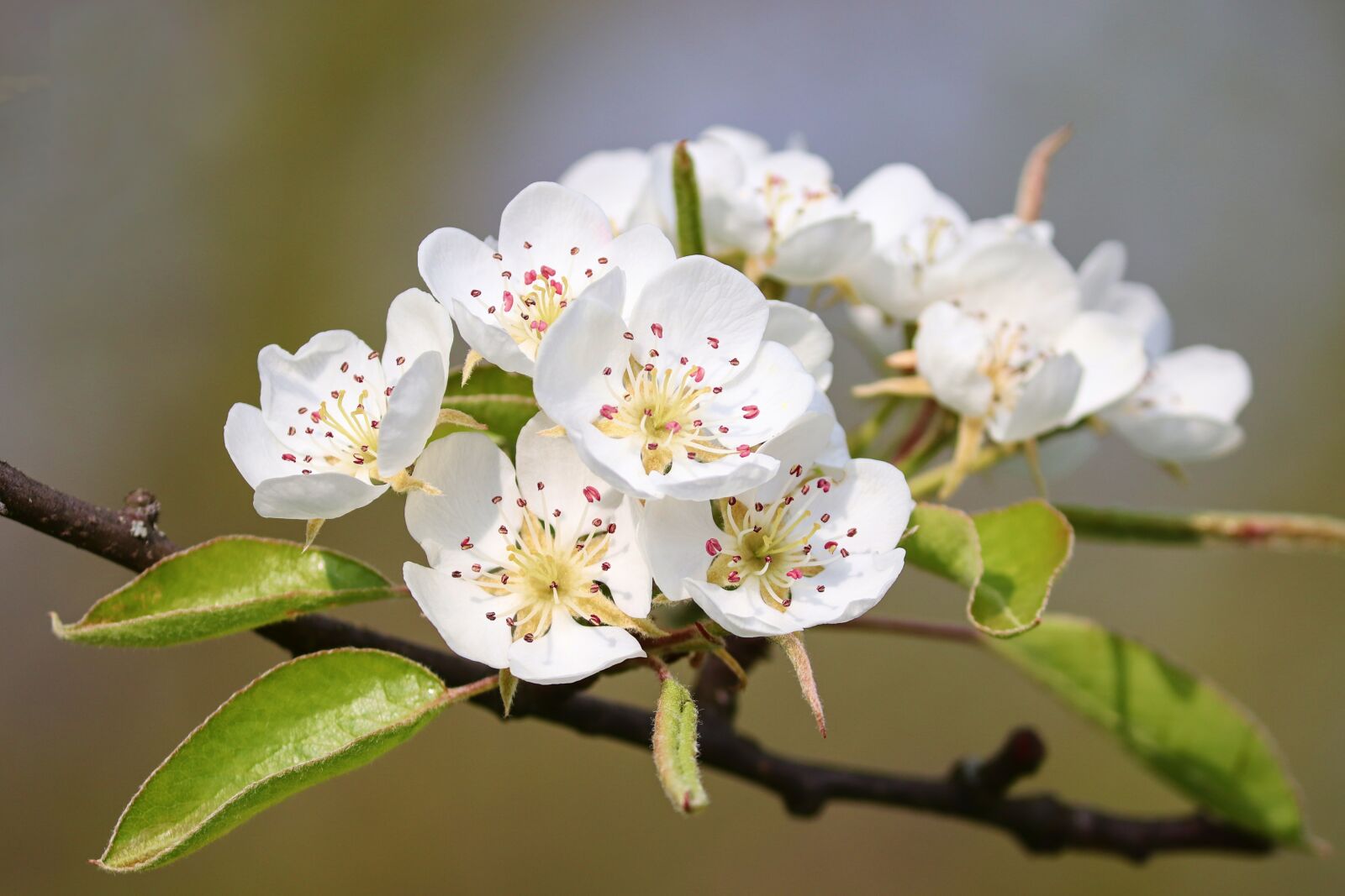 Canon EOS 200D (EOS Rebel SL2 / EOS Kiss X9) sample photo. Pear, blossom, bloom photography