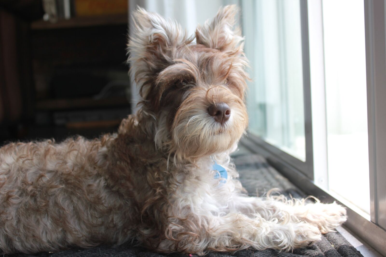 Canon EOS 550D (EOS Rebel T2i / EOS Kiss X4) sample photo. Pet, puppy, furry friend photography