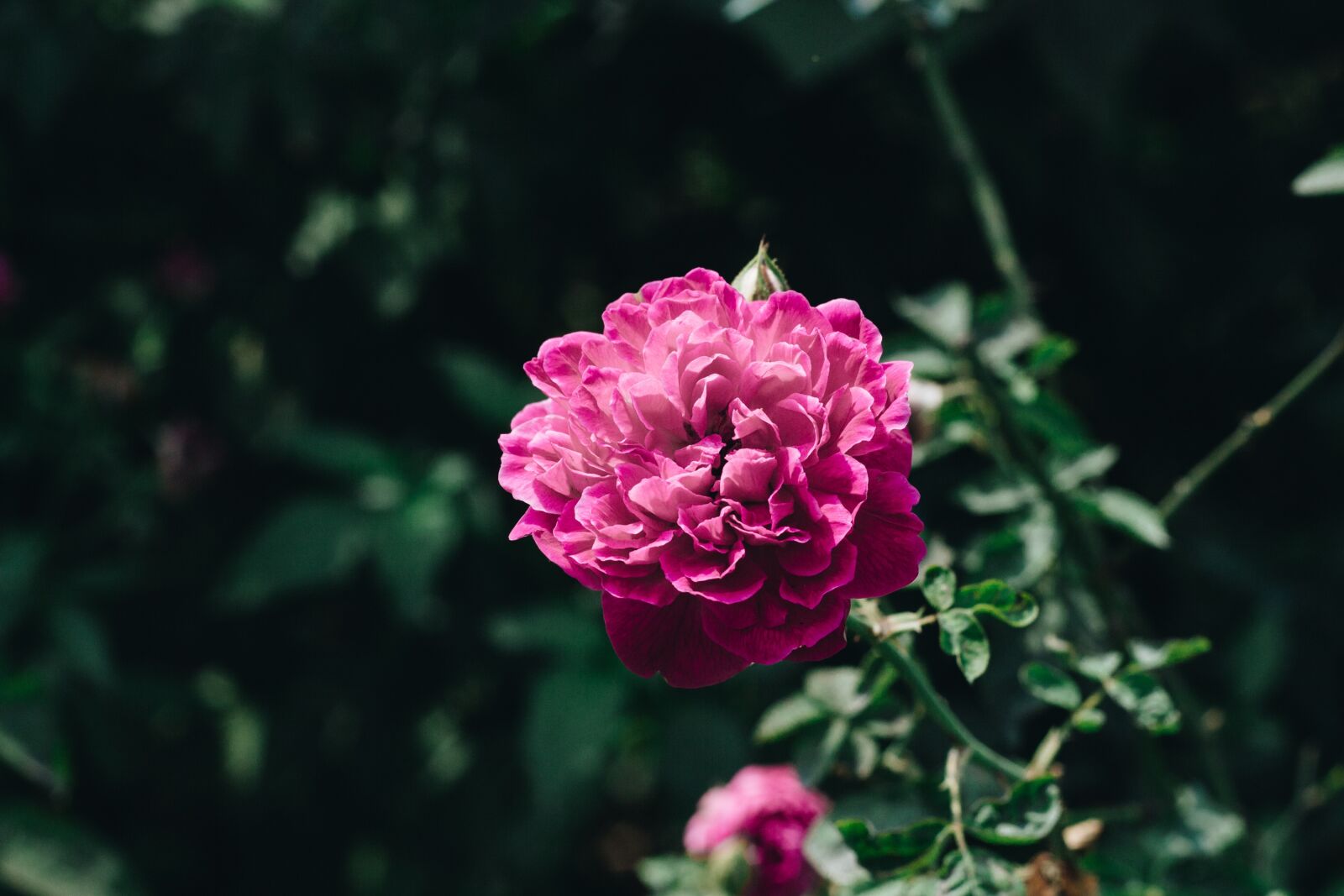 Canon EOS 700D (EOS Rebel T5i / EOS Kiss X7i) + Canon EF 50mm F1.8 II sample photo. Flower, rose, blossom photography