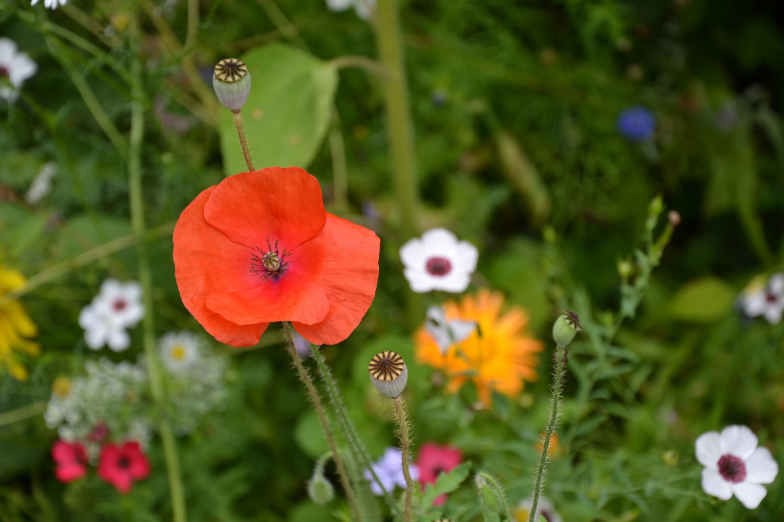 Nikon D3100 sample photo. Colorful variety, flowers, beautiful photography