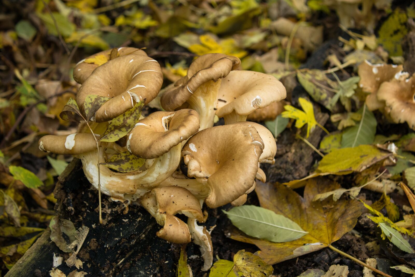 Canon EOS 2000D (EOS Rebel T7 / EOS Kiss X90 / EOS 1500D) sample photo. Mushroom, mushrooms, forest photography
