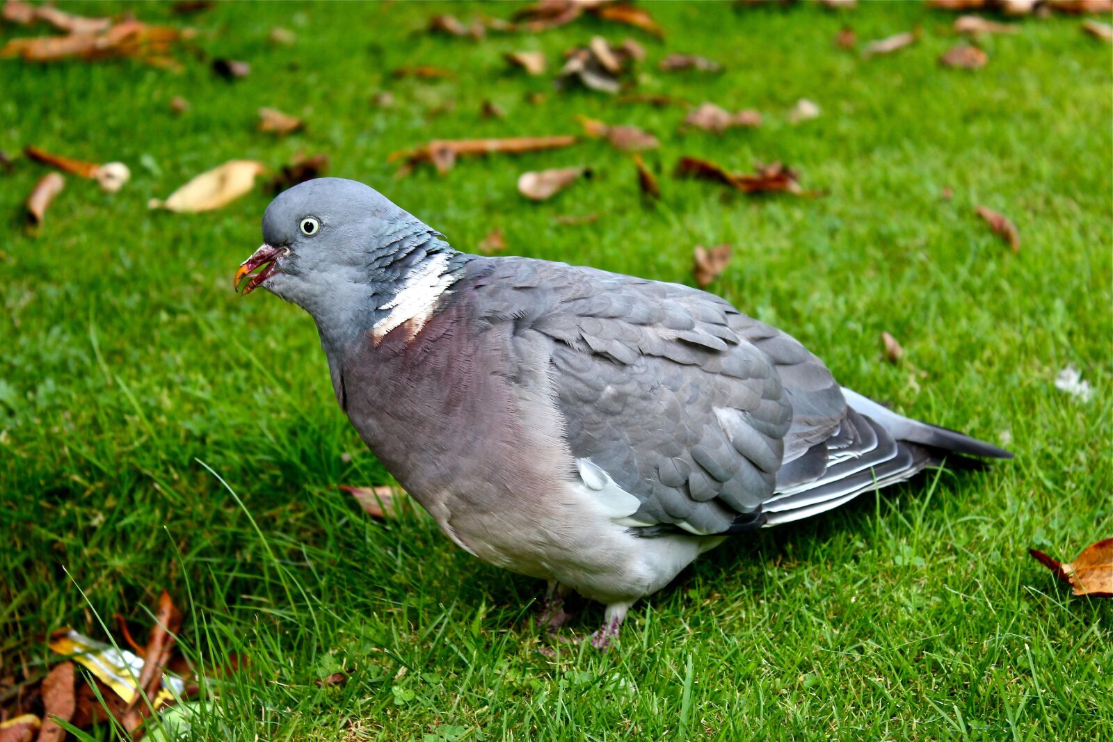 Canon EOS 550D (EOS Rebel T2i / EOS Kiss X4) sample photo. Pigeon, bird, ground photography