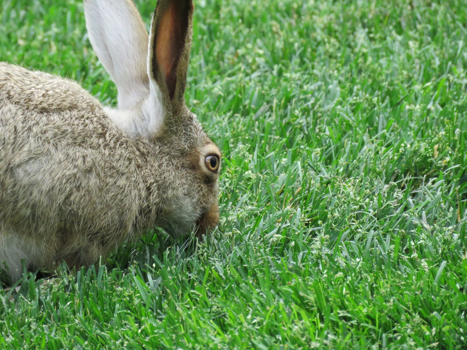 Canon PowerShot SX60 HS sample photo. Bunny, rabbit, hare photography