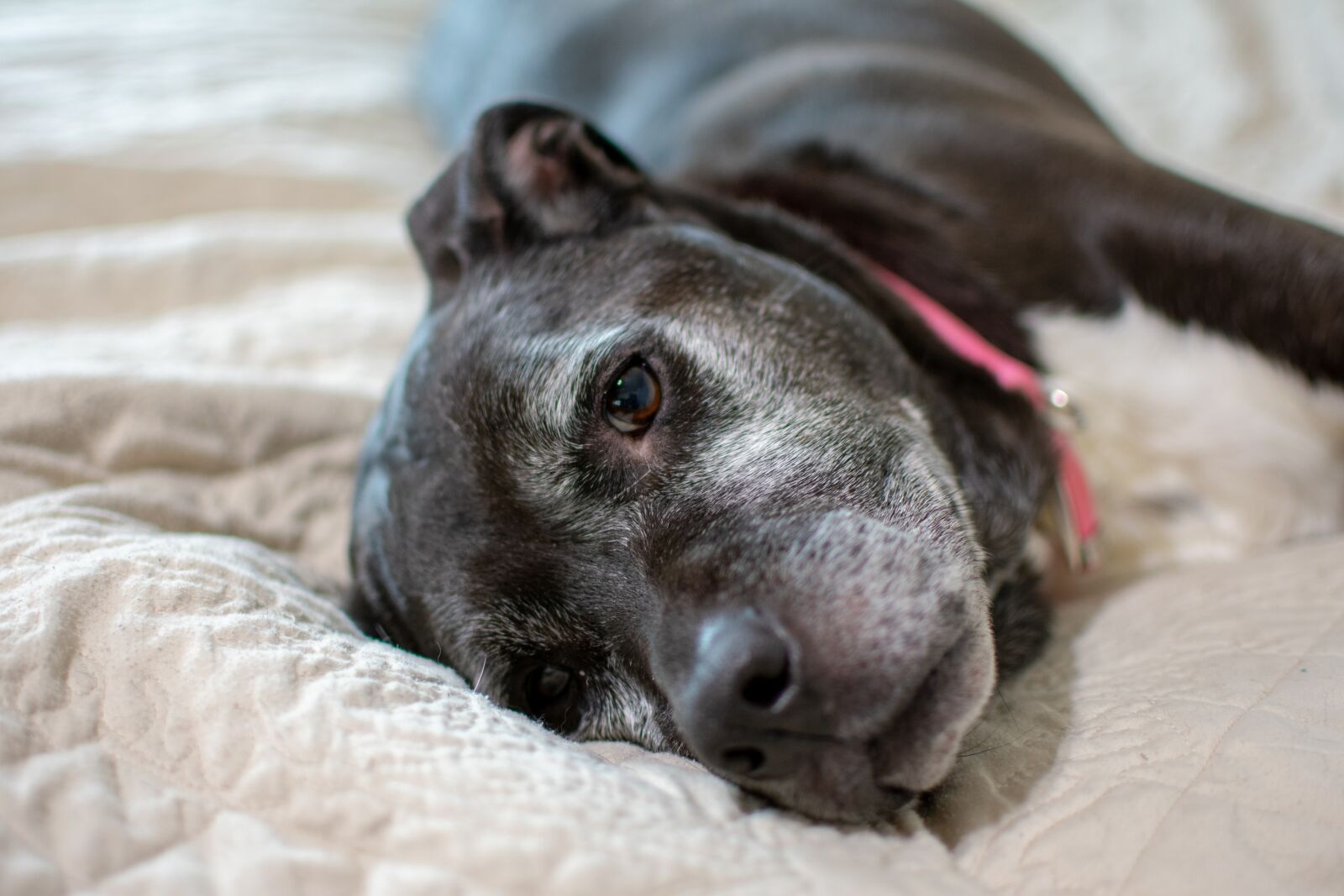 Nikon D3400 sample photo. Dog, cute, animal photography
