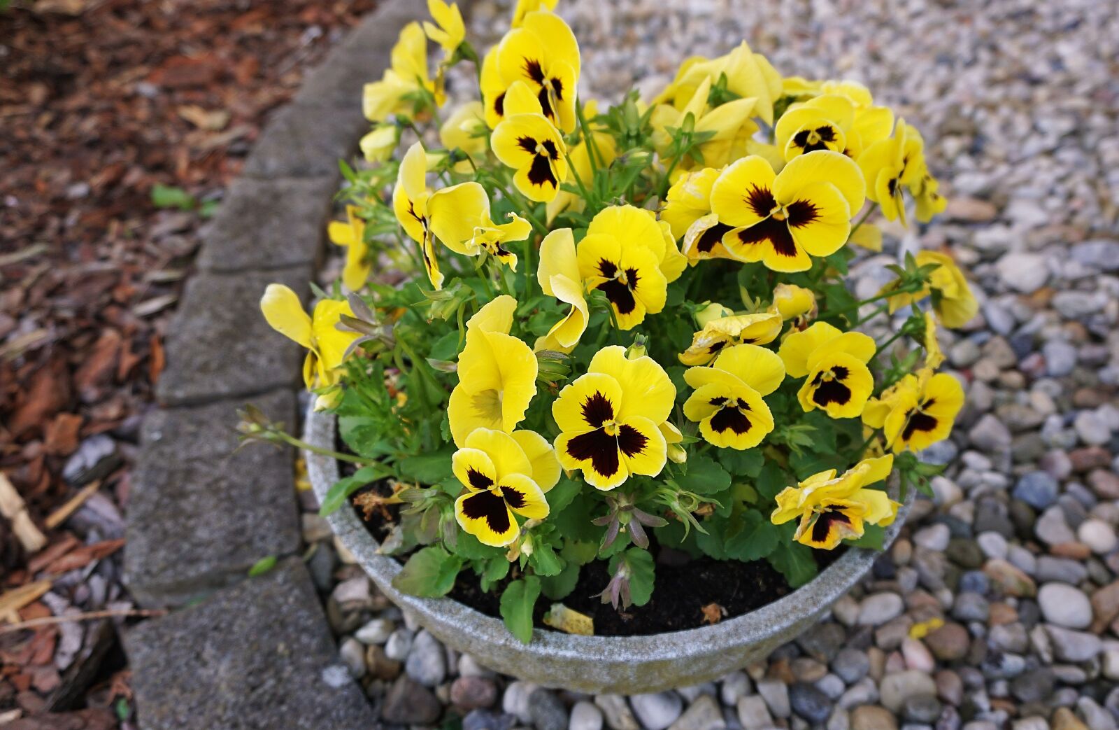Sony a6000 sample photo. Pansy, yellow, flower photography