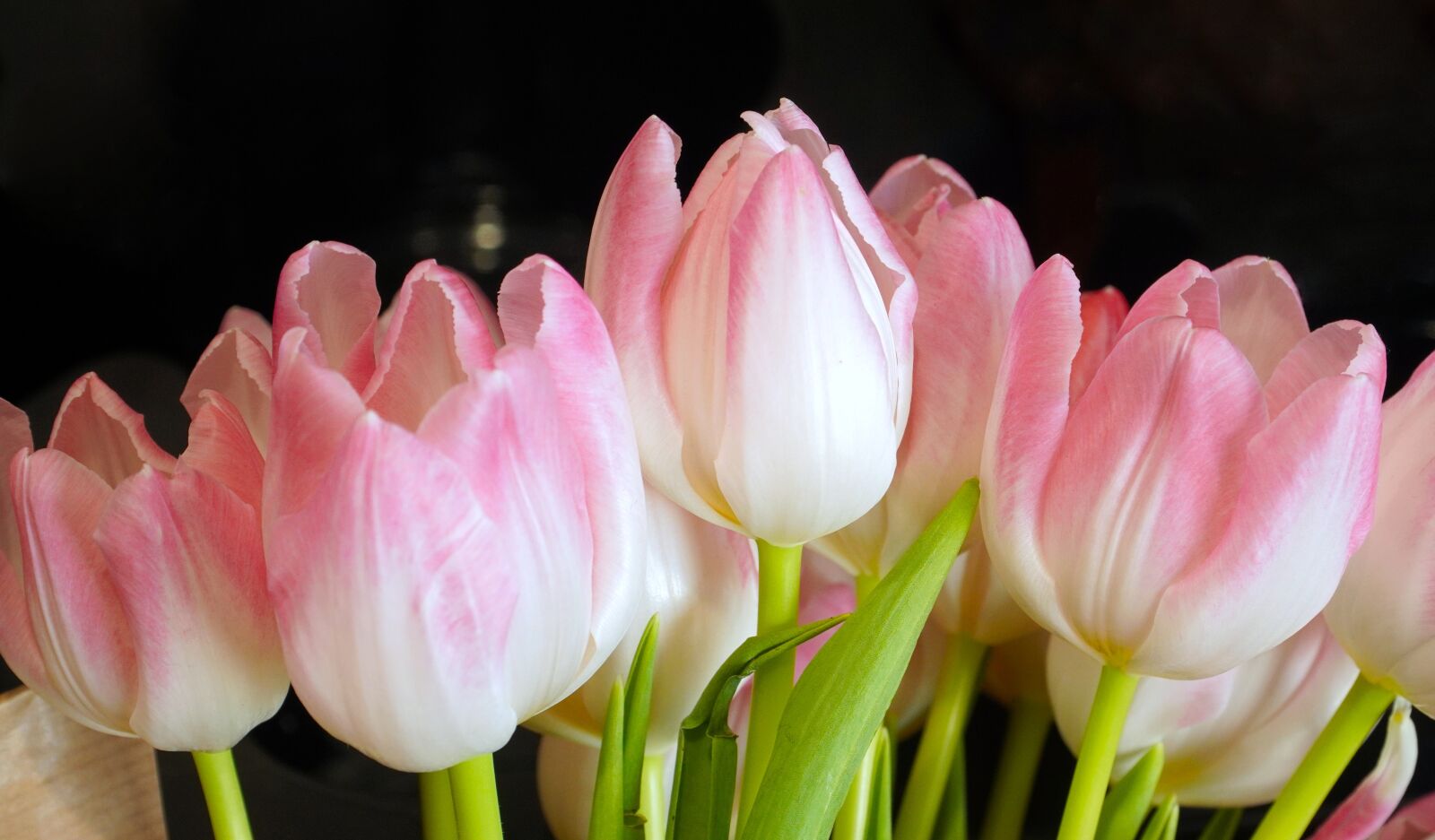 Sony E PZ 18-105mm F4 G OSS sample photo. Tulips, pink, blossom photography