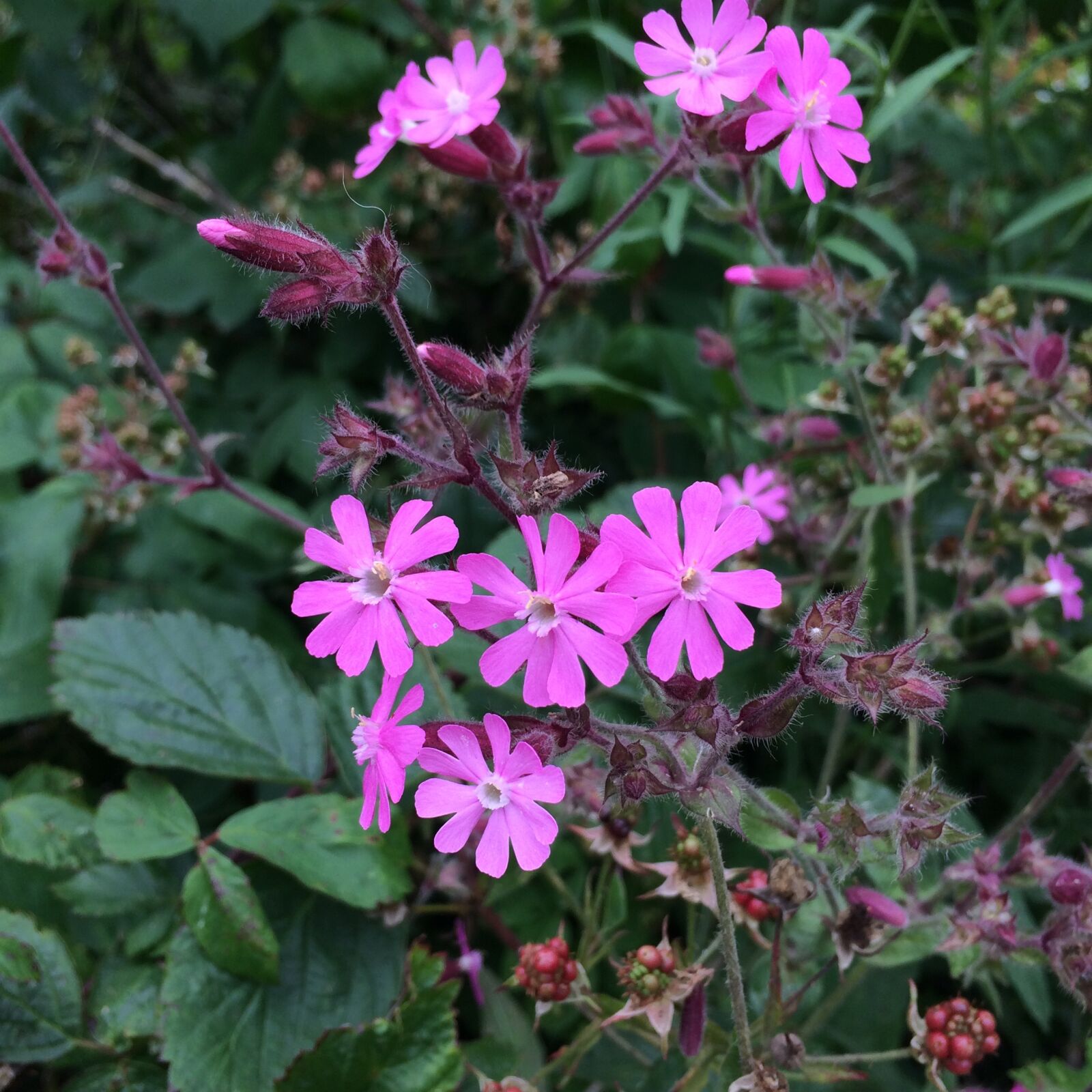 iPhone 5s back camera 4.15mm f/2.2 sample photo. Flower, pinkflowers, pink photography