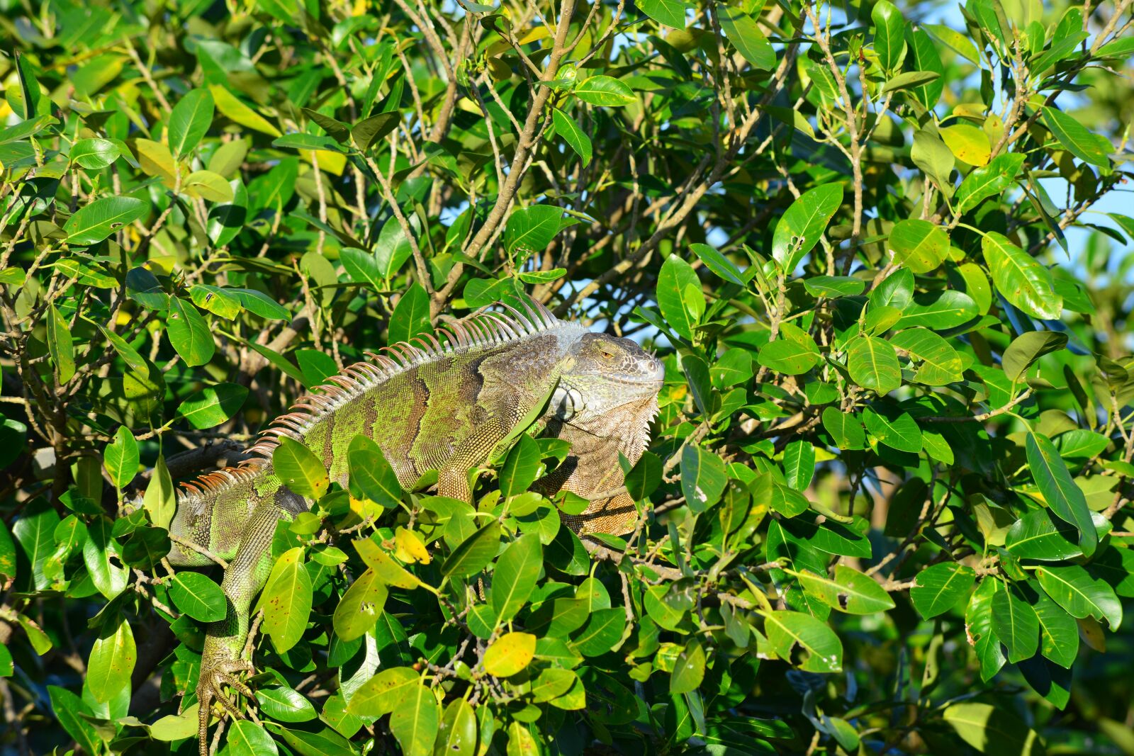 Nikon D800 sample photo. Iguana, nature, leaf photography