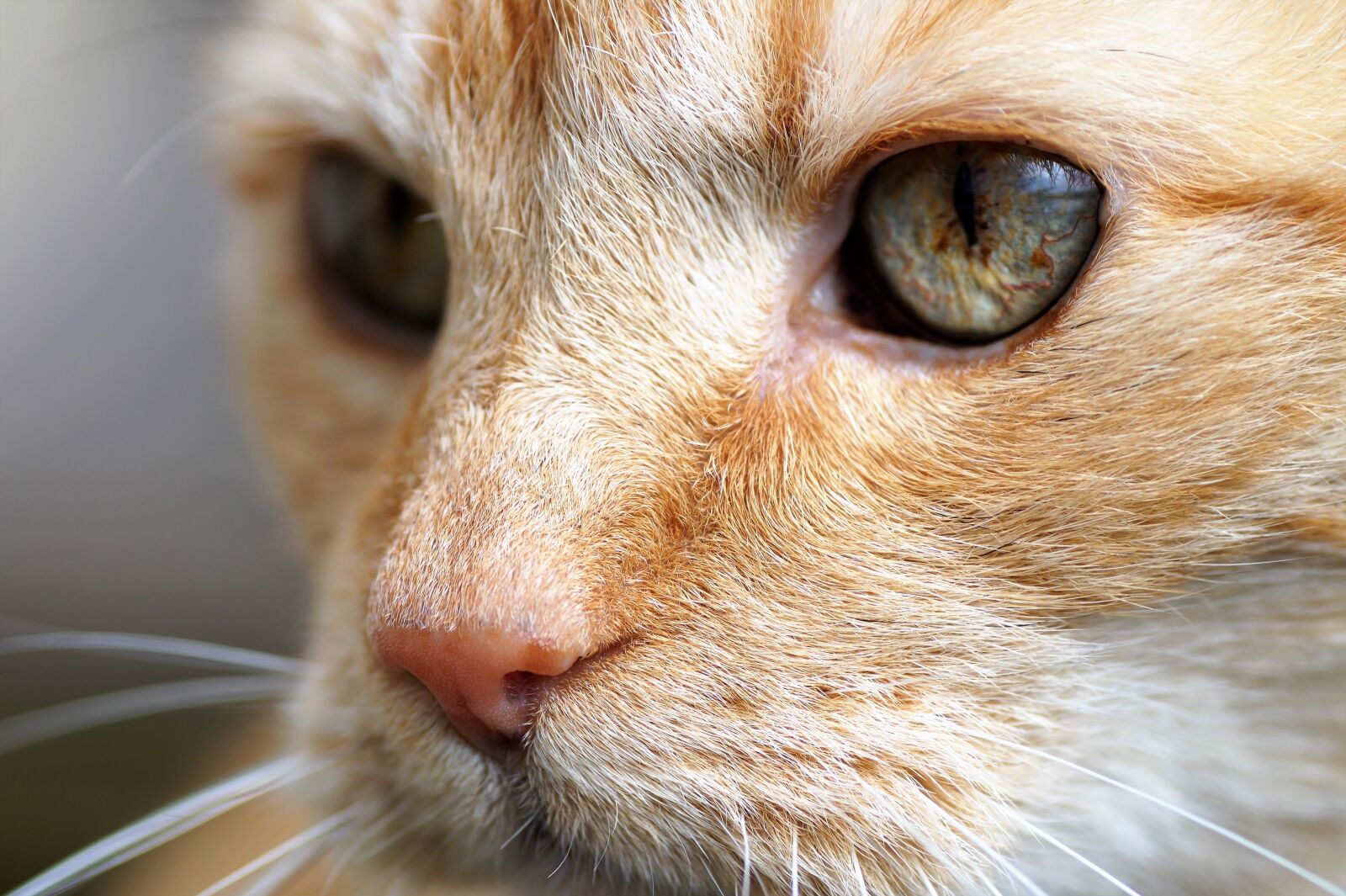 Sony SLT-A58 sample photo. Cat, tomcat, redheaded photography