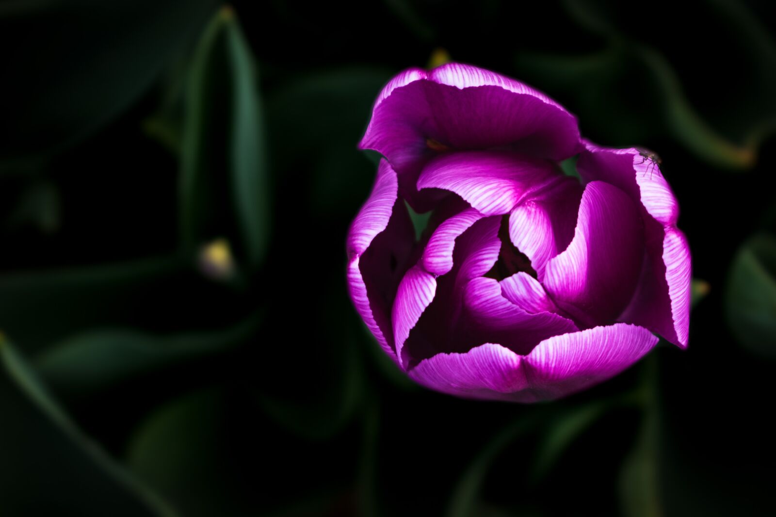 Nikon D5500 sample photo. Tulip, flower, spring photography