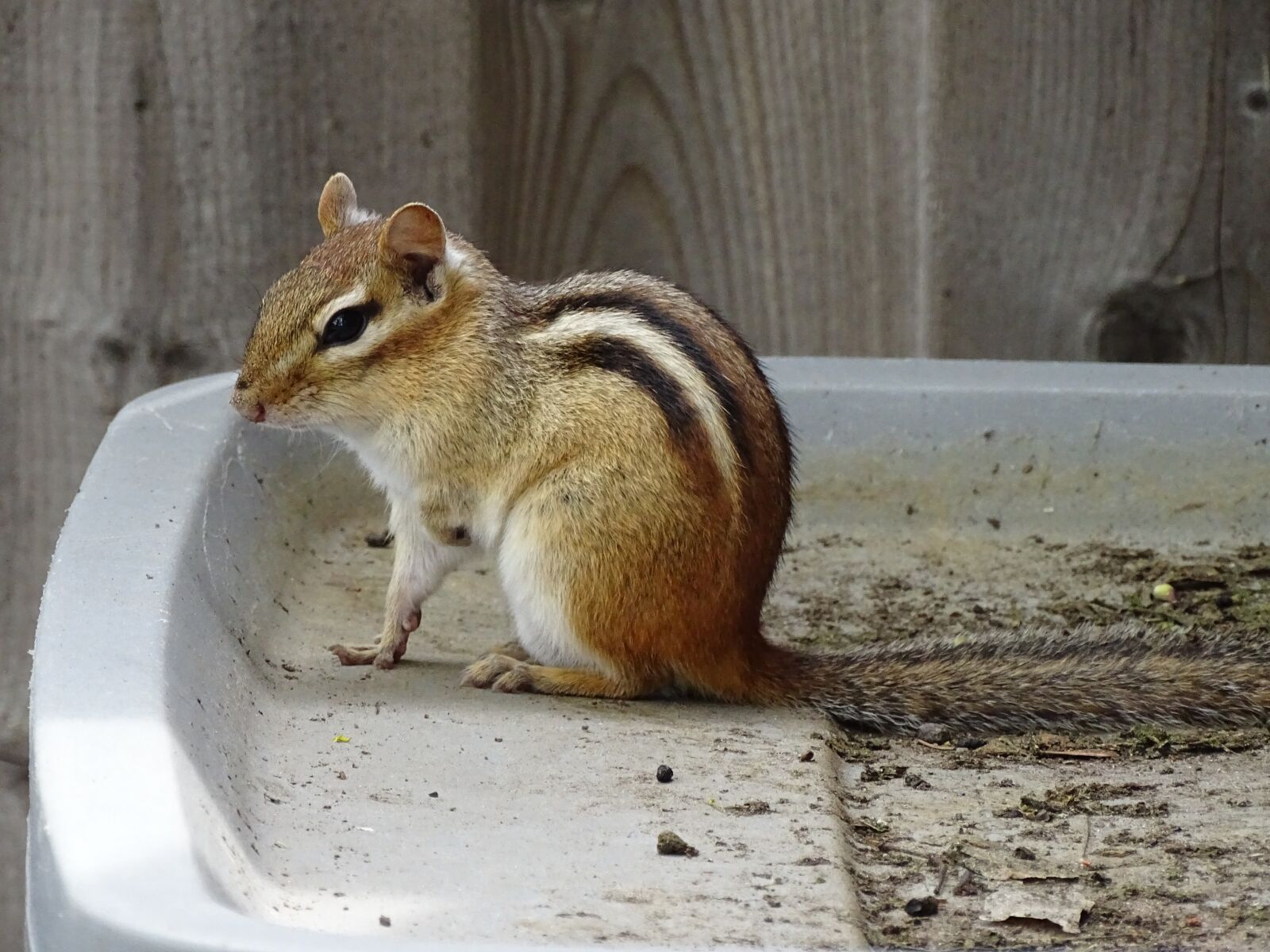Sony Cyber-shot DSC-HX400V sample photo. Squirrel, animal, nature photography