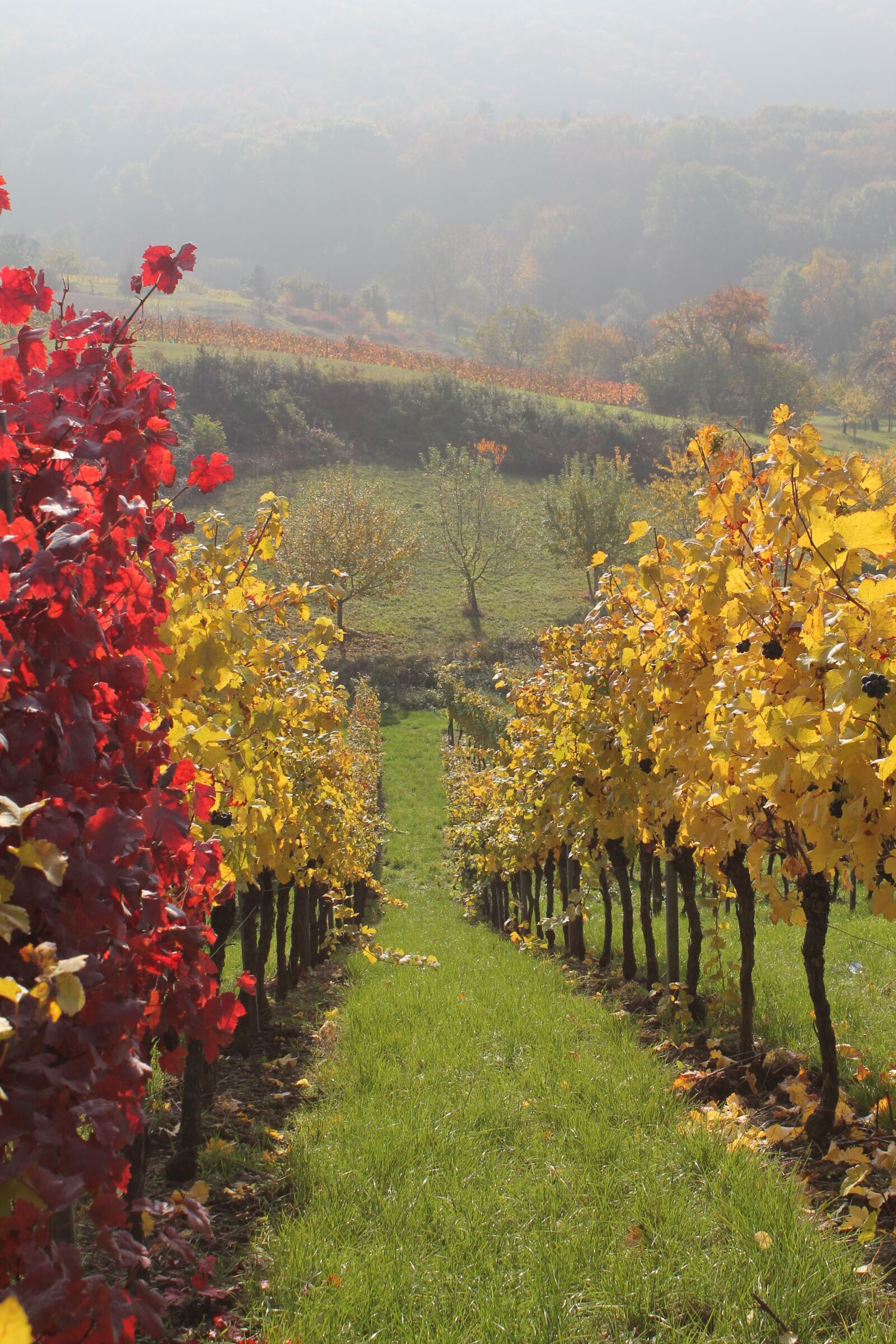 Canon EOS 1100D (EOS Rebel T3 / EOS Kiss X50) sample photo. Vineyard, wine, nature photography