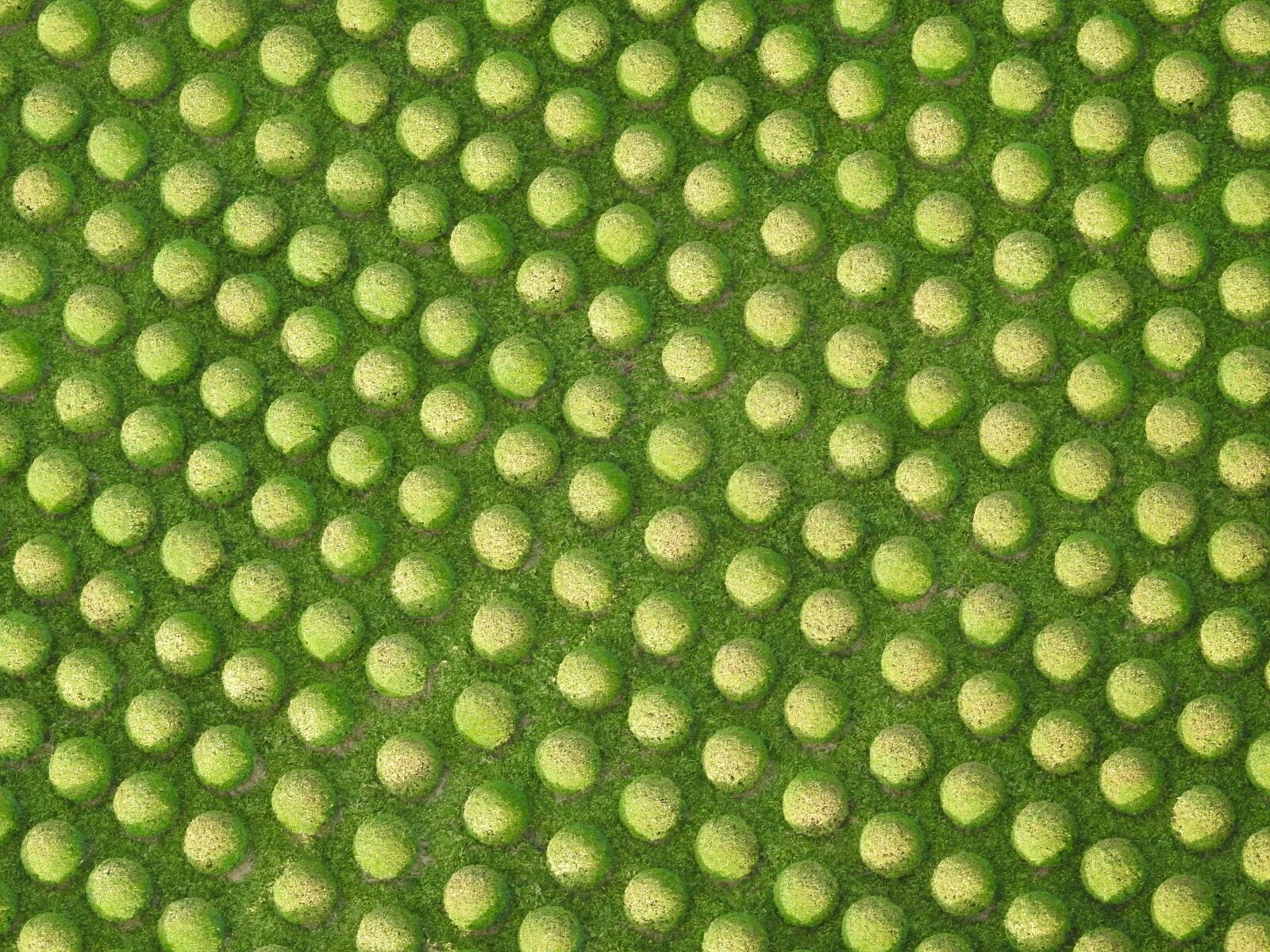 Nikon Coolpix P900 sample photo. Buxus, nature, green photography