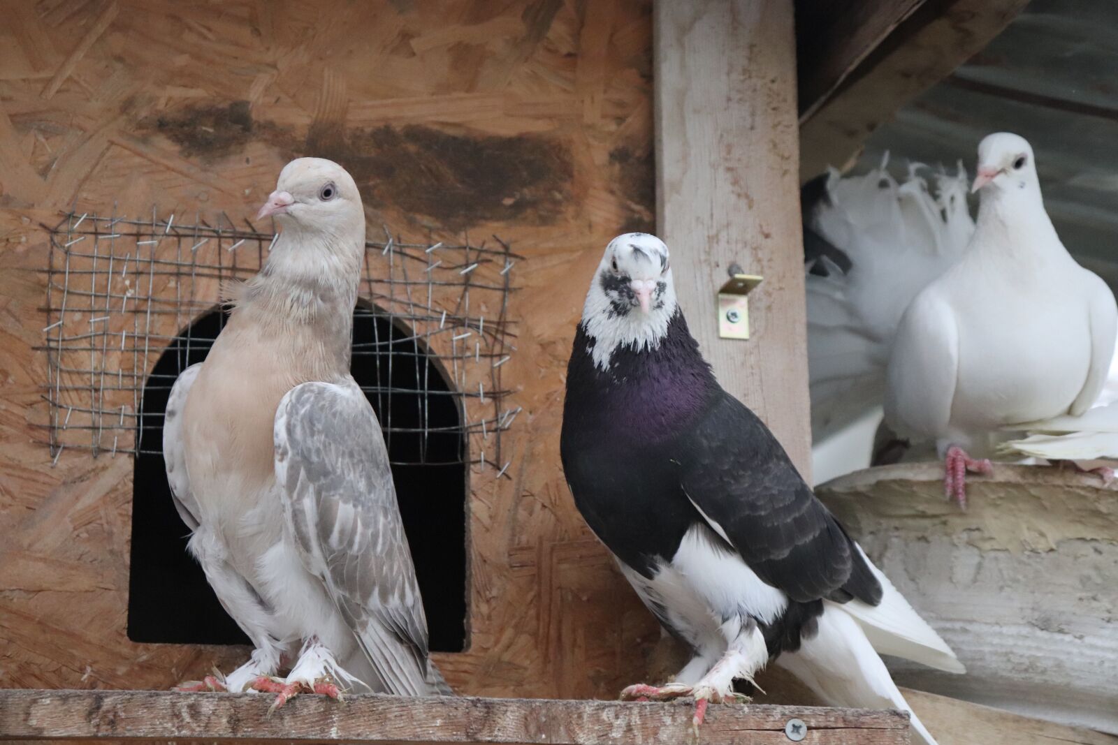 Canon EF-S 18-55mm F4-5.6 IS STM sample photo. Pigeon, poultry, bird photography