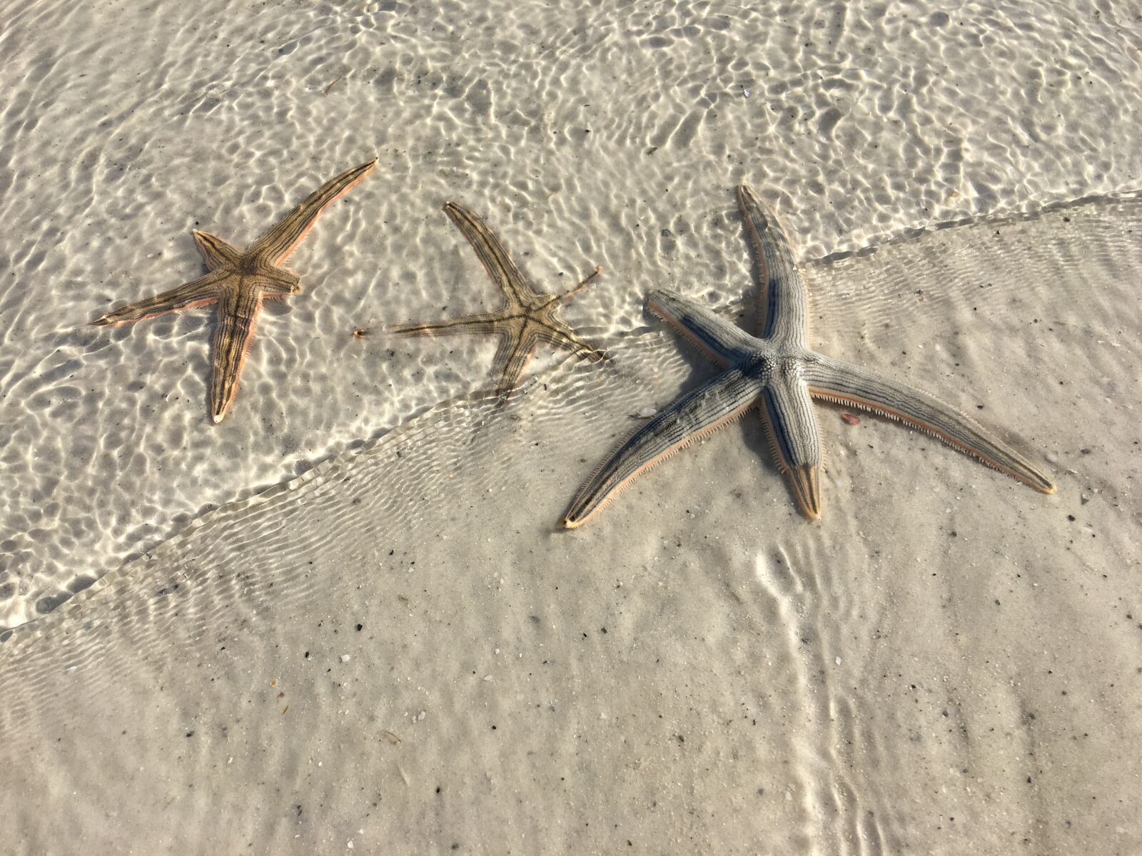 Apple iPhone 6s Plus sample photo. Sea creature, sea life photography