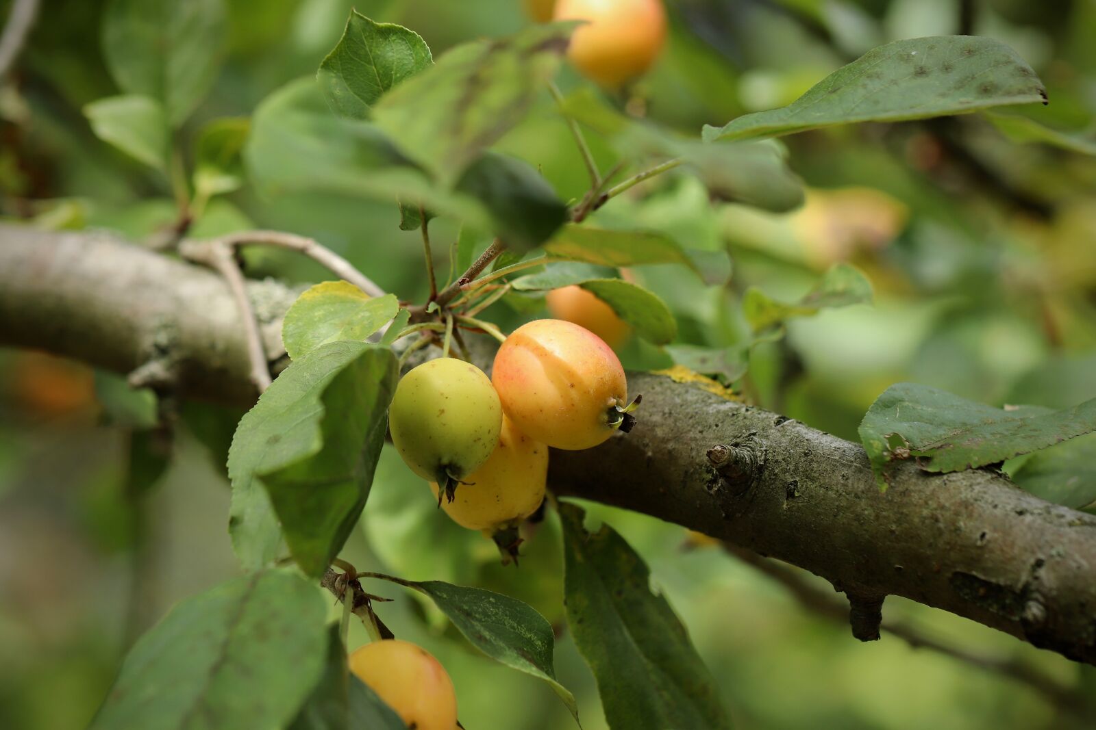 Canon EOS 800D (EOS Rebel T7i / EOS Kiss X9i) sample photo. Embellishment, tree, tree fruit photography