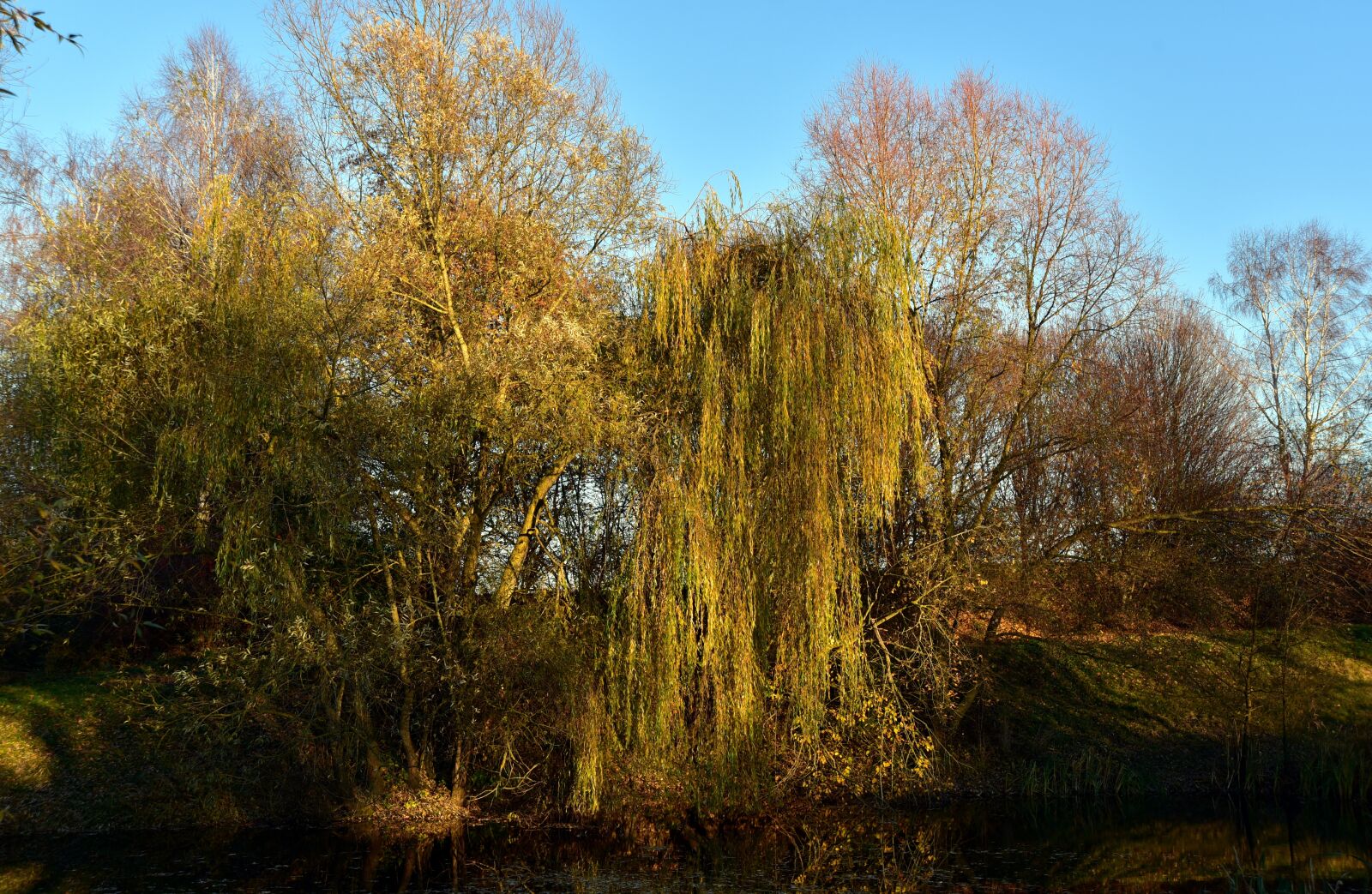 Nikon D750 sample photo. Autumn, forest, leaves photography