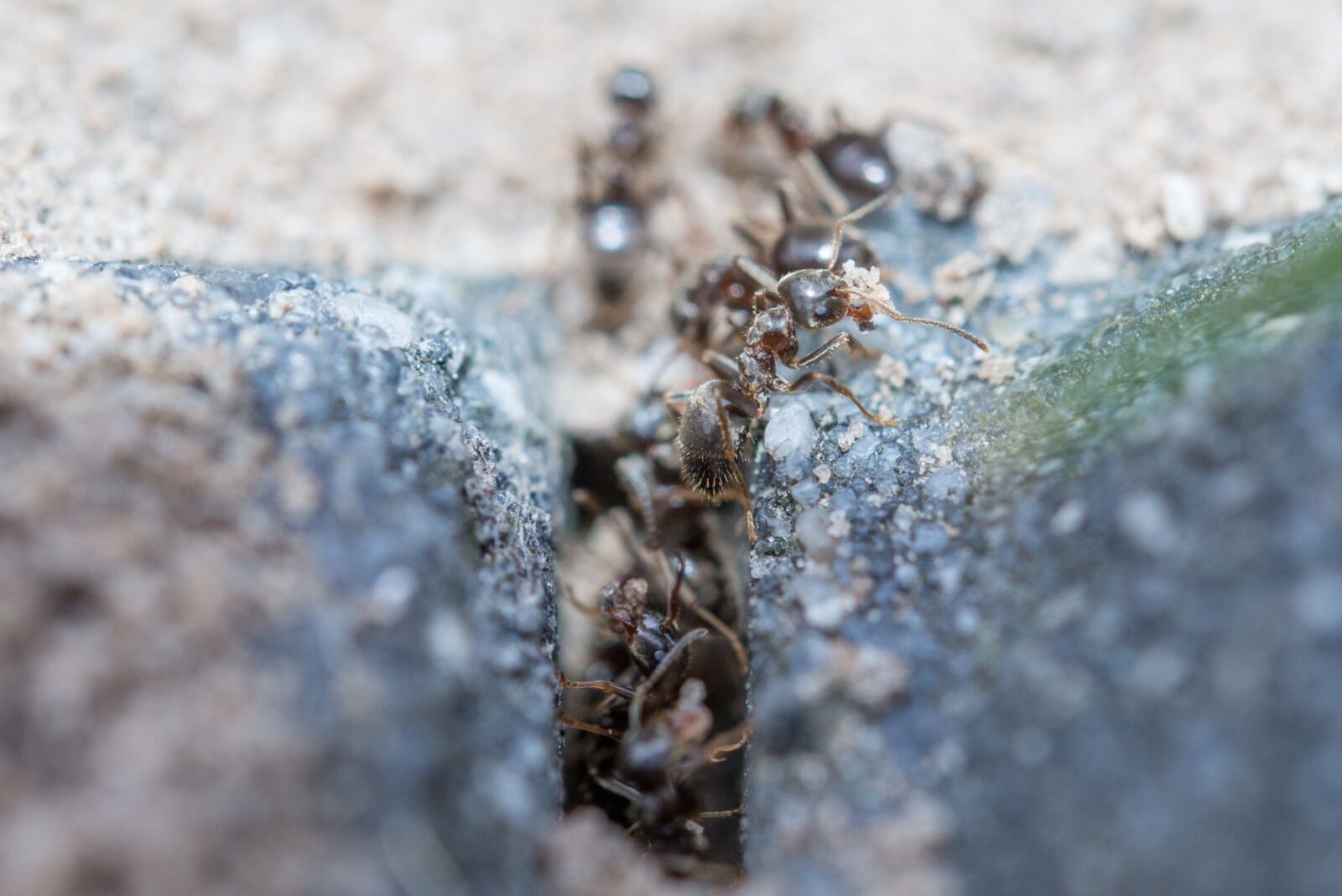 Nikon D600 sample photo. Ants, macro, working photography