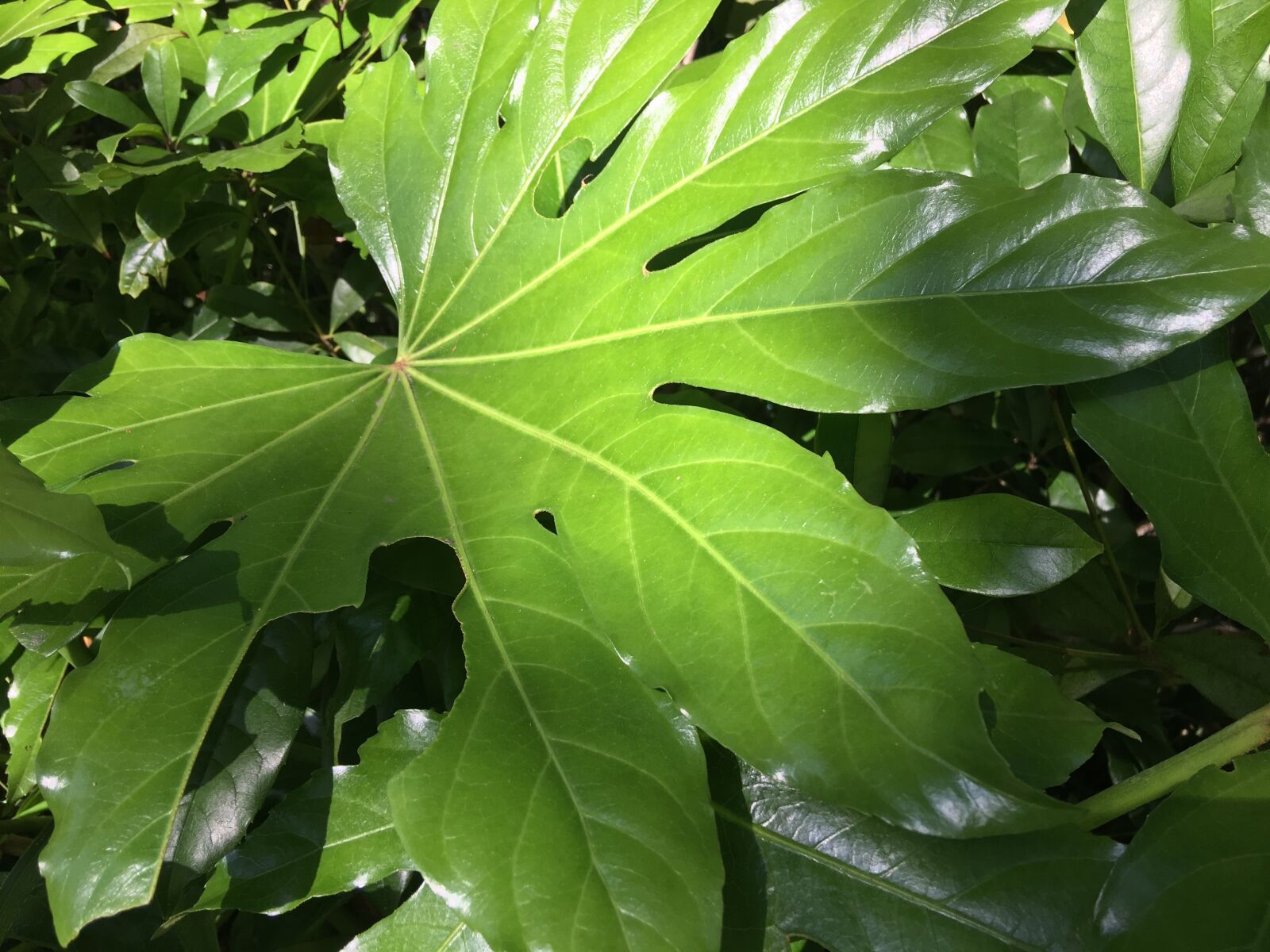 iPhone 6s Plus back camera 4.15mm f/2.2 sample photo. Plants, leaves, close-up photography