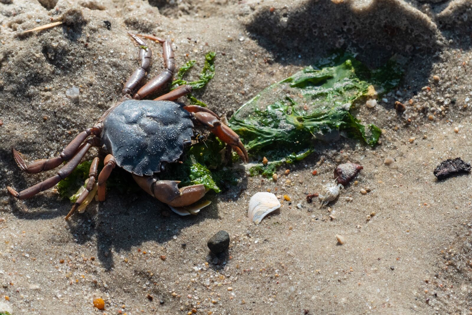 Panasonic Lumix DMC-FZ300 sample photo. Cancer, crab, shellfish photography
