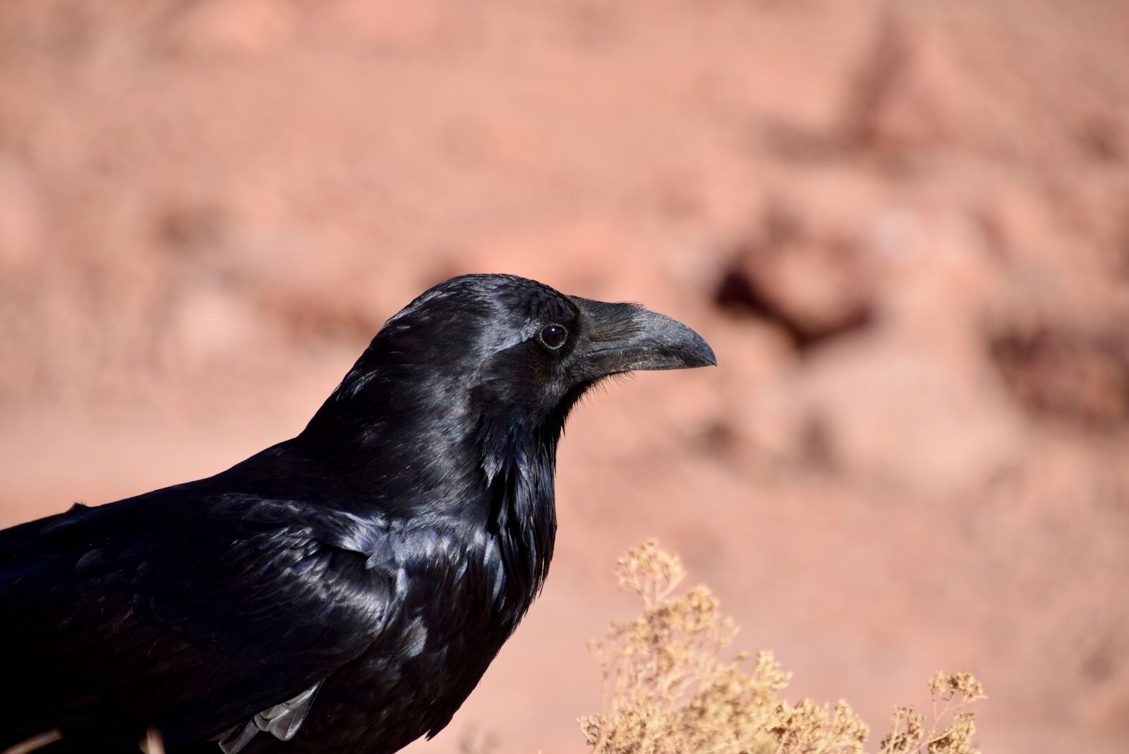 Nikon D3300 sample photo. Bird, black, black bird photography