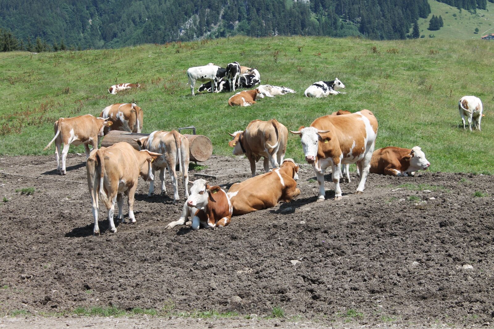 Canon EOS 1100D (EOS Rebel T3 / EOS Kiss X50) sample photo. Cow, animal, cattle photography