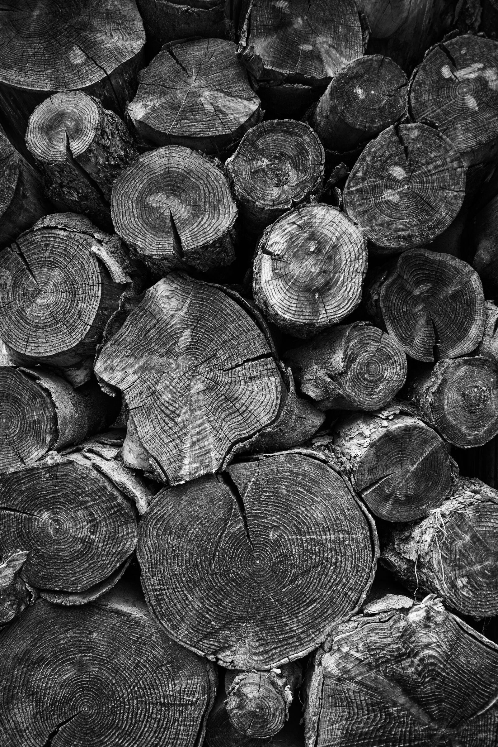Nikon D610 sample photo. Wood, trunks, lena photography