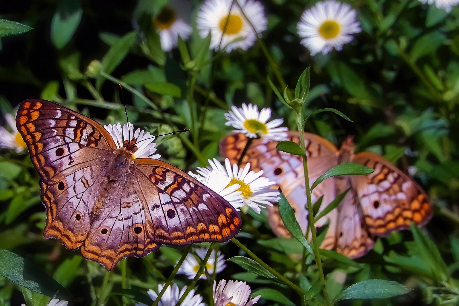 Nikon Coolpix A900 sample photo. Butterflies, brown, white photography