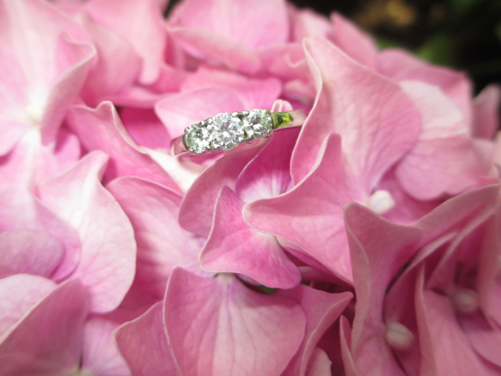 Canon POWERSHOT A4050 IS sample photo. Ring, flower, diamond photography