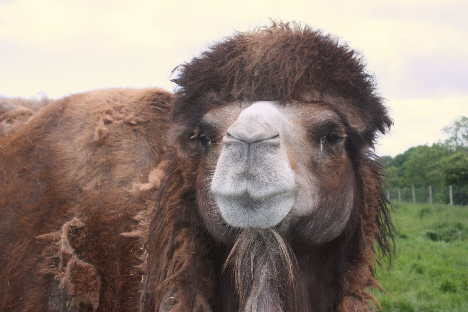 Canon EOS 450D (EOS Rebel XSi / EOS Kiss X2) sample photo. Camel, animal, nature photography