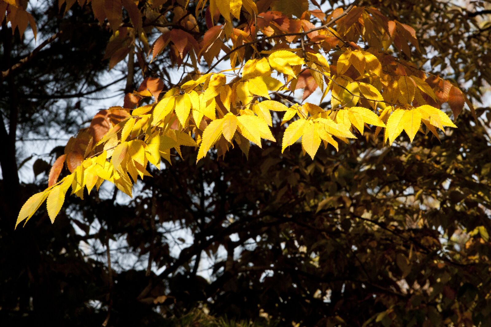 Canon EOS 5D sample photo. Autumn, autumn leaves, maple photography