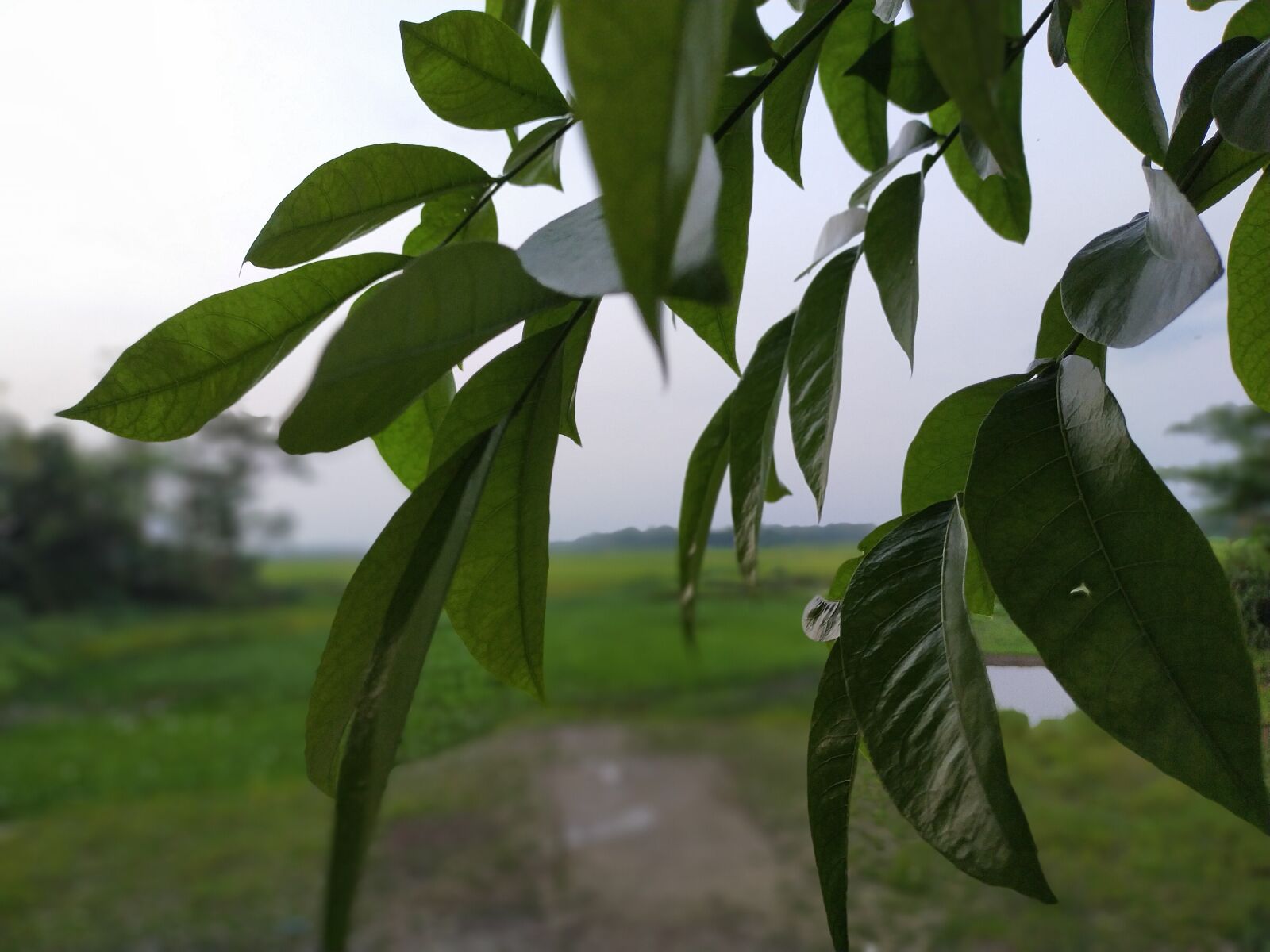 OPPO A9 2020 sample photo. Leaf, green, nature photography