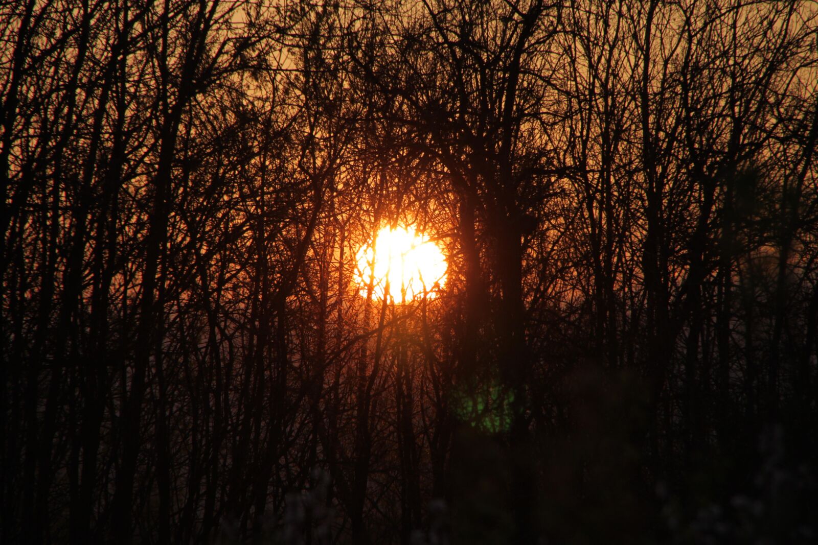 Canon EOS 500D (EOS Rebel T1i / EOS Kiss X3) sample photo. Branches, evening, sun photography