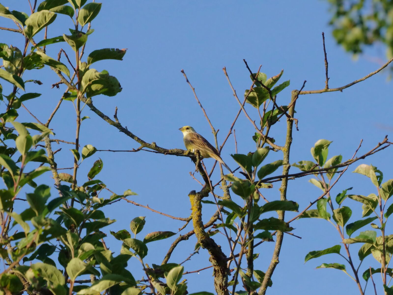 Pentax K-70 sample photo. Goldammer, bird, songbird photography
