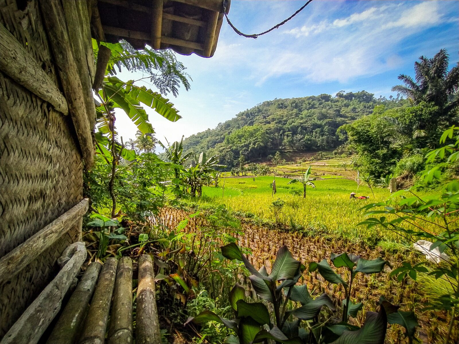 Xiaomi Redmi Note 8 sample photo. Small house, rice, field photography