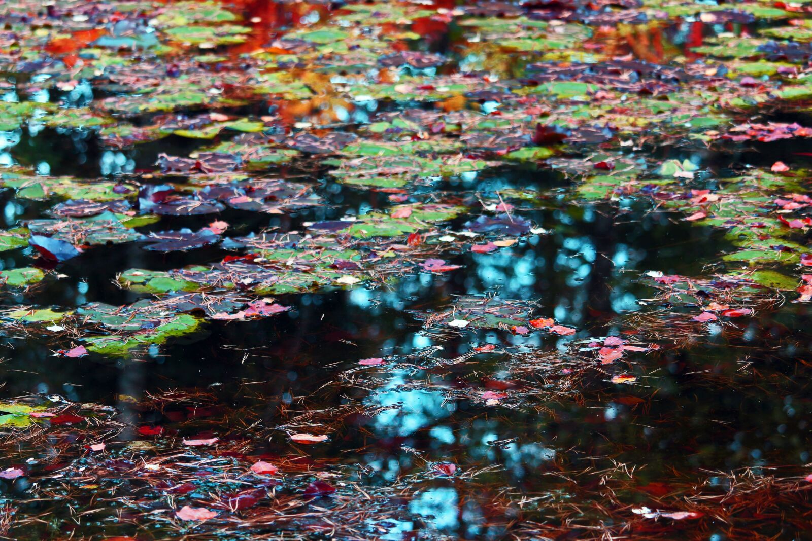 Canon EF-S 55-250mm F4-5.6 IS STM sample photo. Lake, water lilies, evening photography