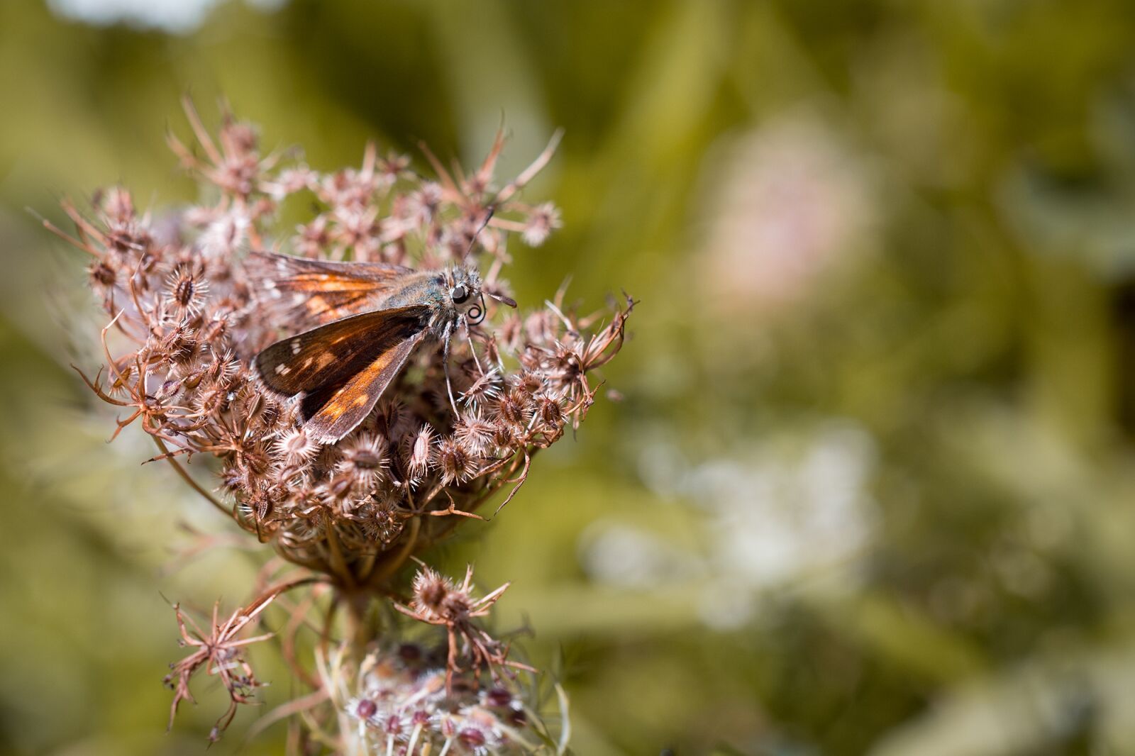 Nikon D7100 sample photo. Skipper, butterfly, insect photography