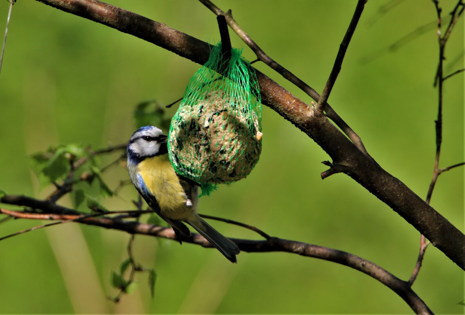 Tamron SP 150-600mm F5-6.3 Di VC USD sample photo. Blue tit, tit, fat photography