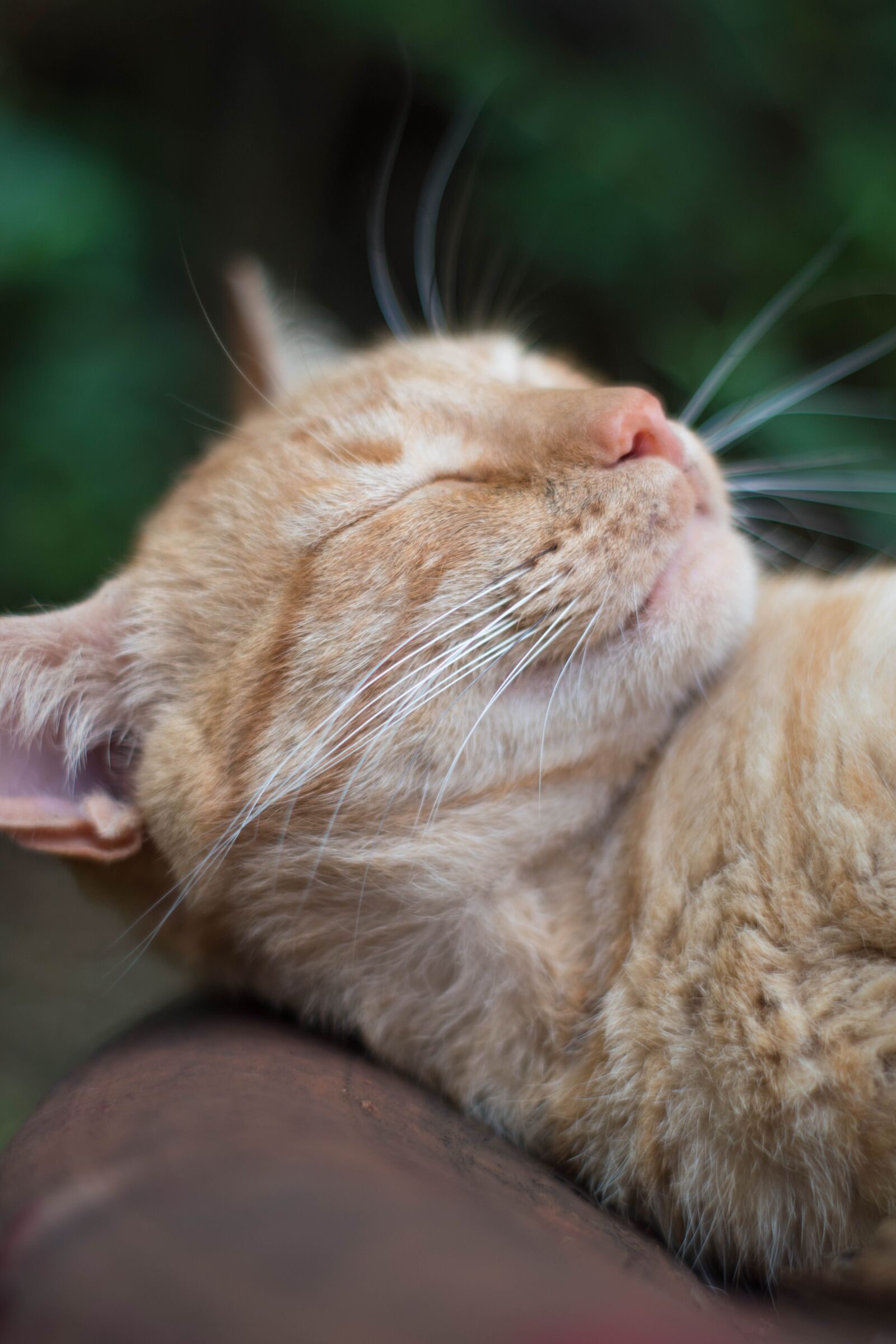 Nikon D5500 sample photo. Cat, feline, animal photography