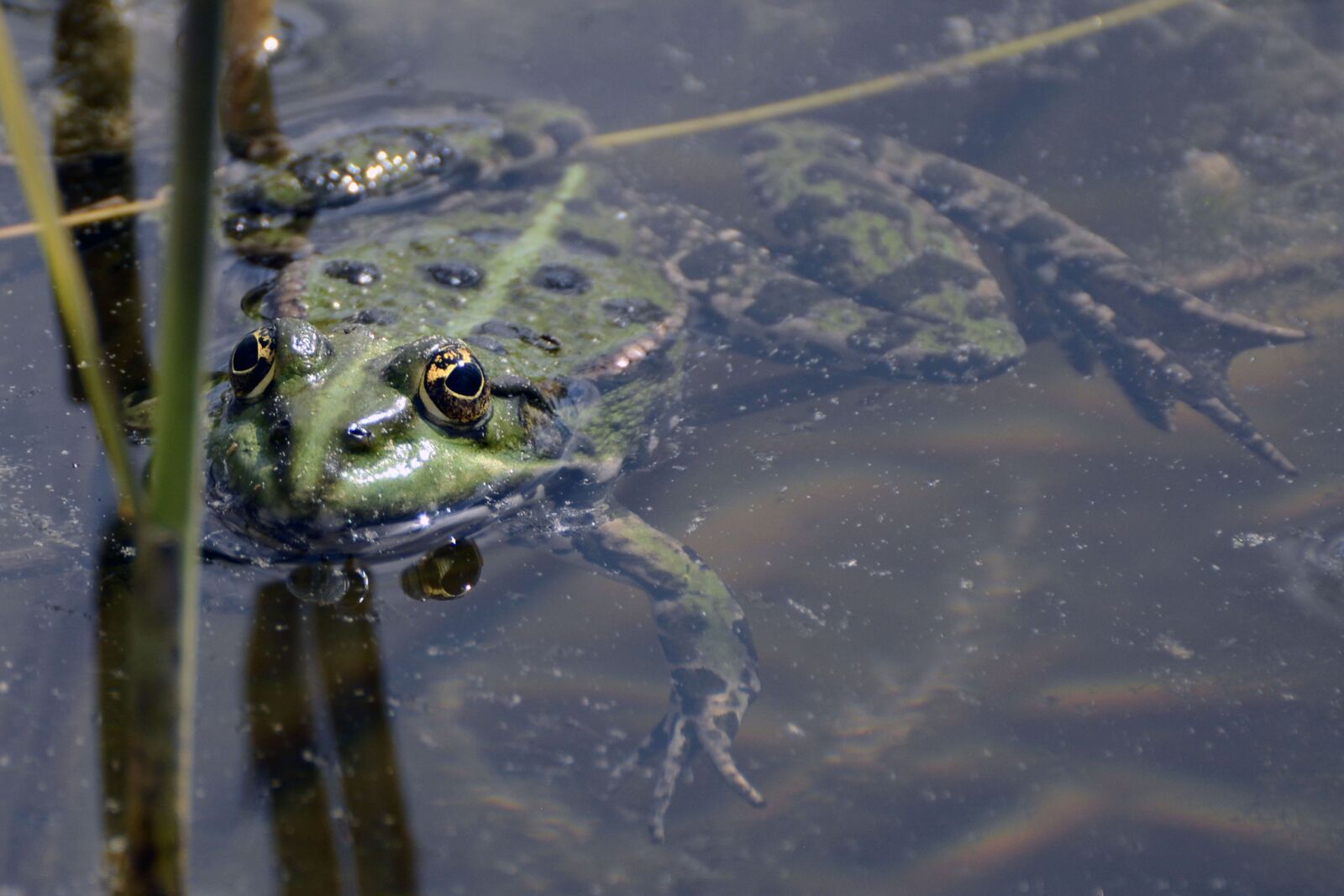 Nikon D7100 sample photo. Frog, pond, green photography