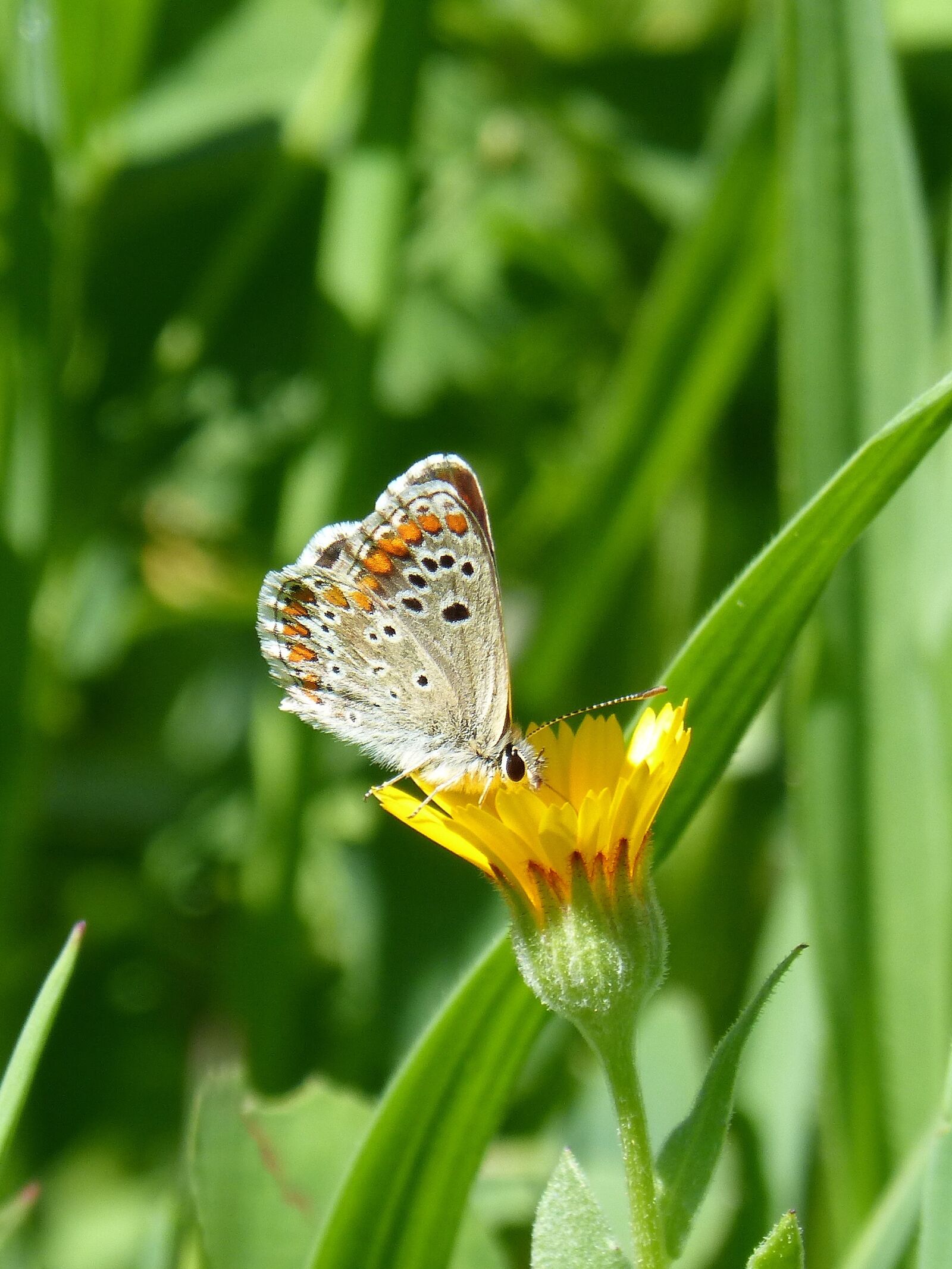 Panasonic DMC-FZ62 sample photo. Butterfly, aricia cramera, brunette photography