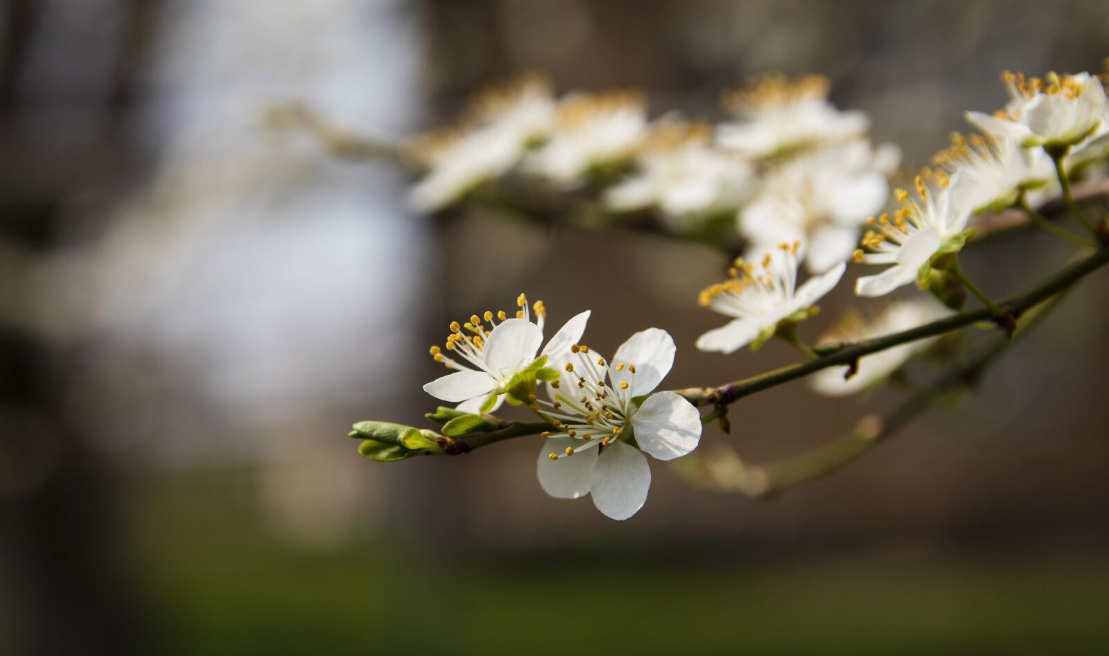Canon EOS 77D (EOS 9000D / EOS 770D) sample photo. Spring, bloom, flowers photography