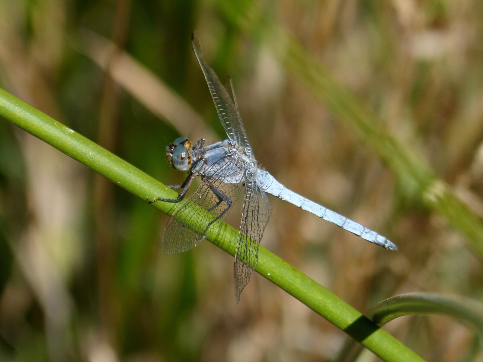 Panasonic DMC-FZ62 sample photo. Dragonfly, blue dragonfly, insect photography