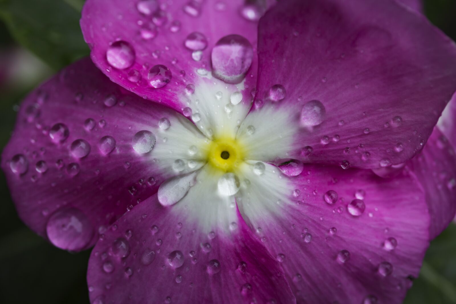 Canon EF-S 60mm F2.8 Macro USM sample photo. Flower, water drops, purple photography